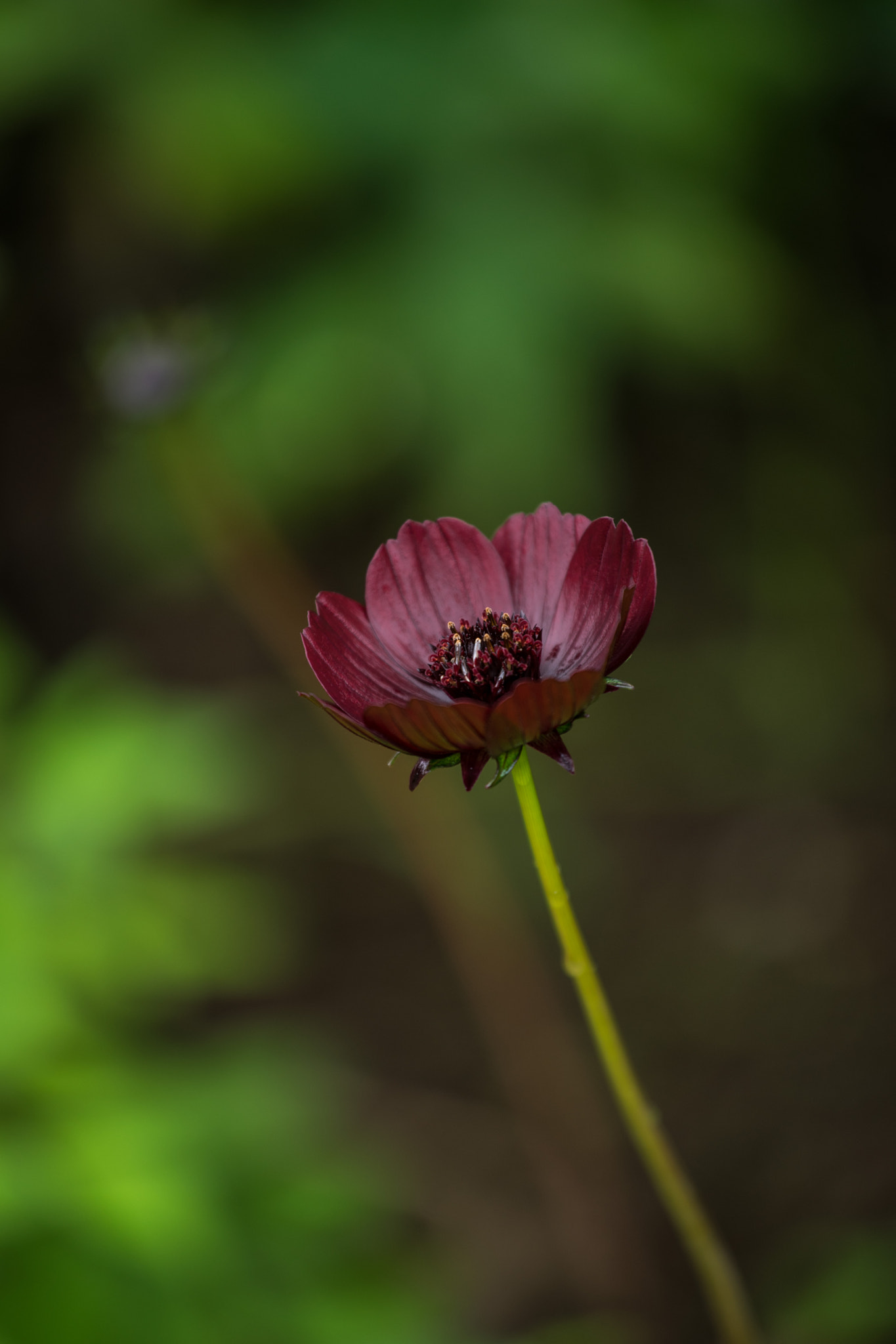 Tamron 18-270mm F3.5-6.3 Di II PZD sample photo. Flower close ups photography