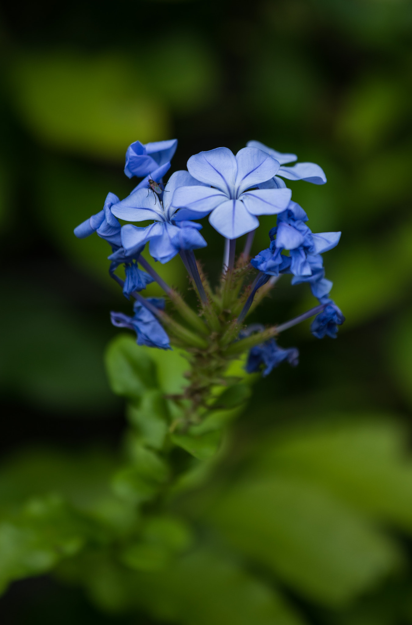 Tamron 18-270mm F3.5-6.3 Di II PZD sample photo. Flower close ups photography