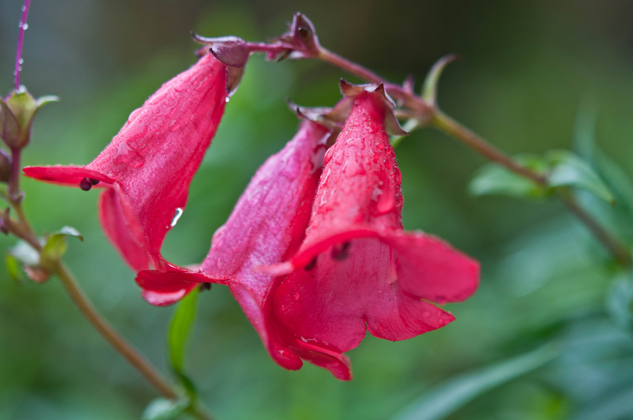 Nikon AF-S Micro-Nikkor 60mm F2.8G ED sample photo. Flora sureña photography