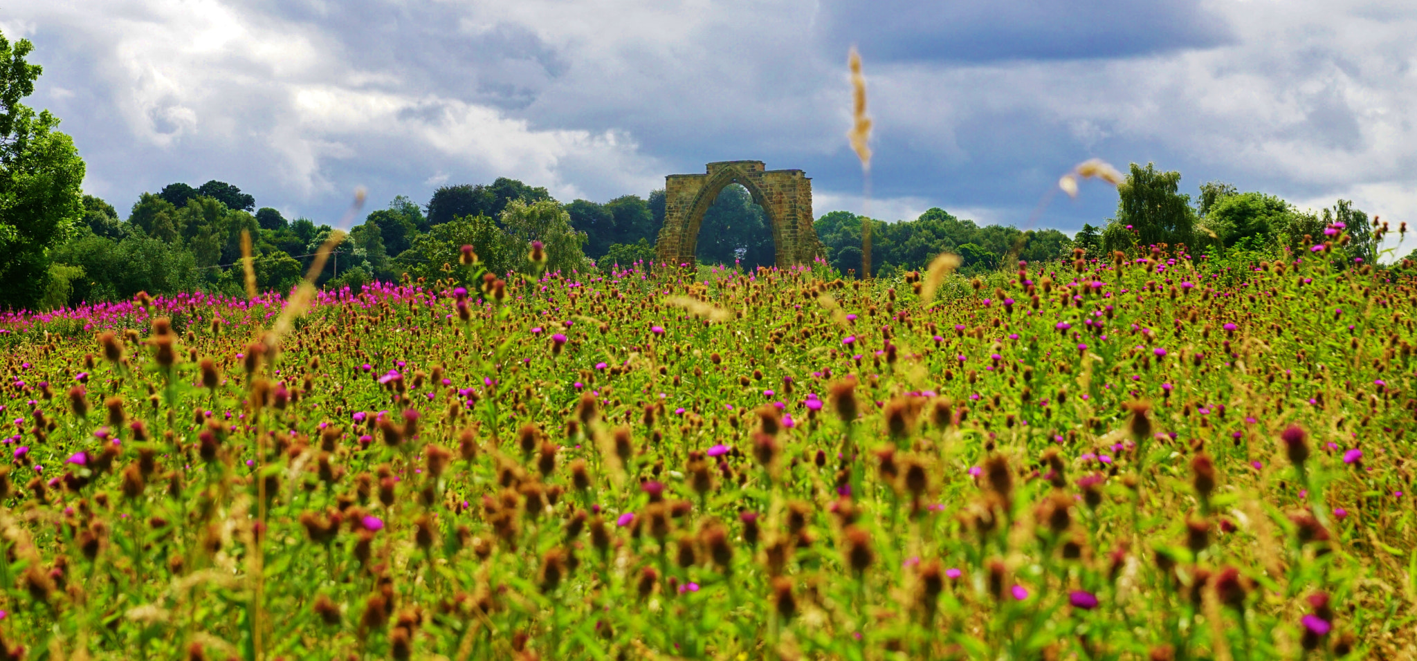 Sony a6000 + Sony DT 16-50mm F2.8 SSM sample photo. Flower ruin photography