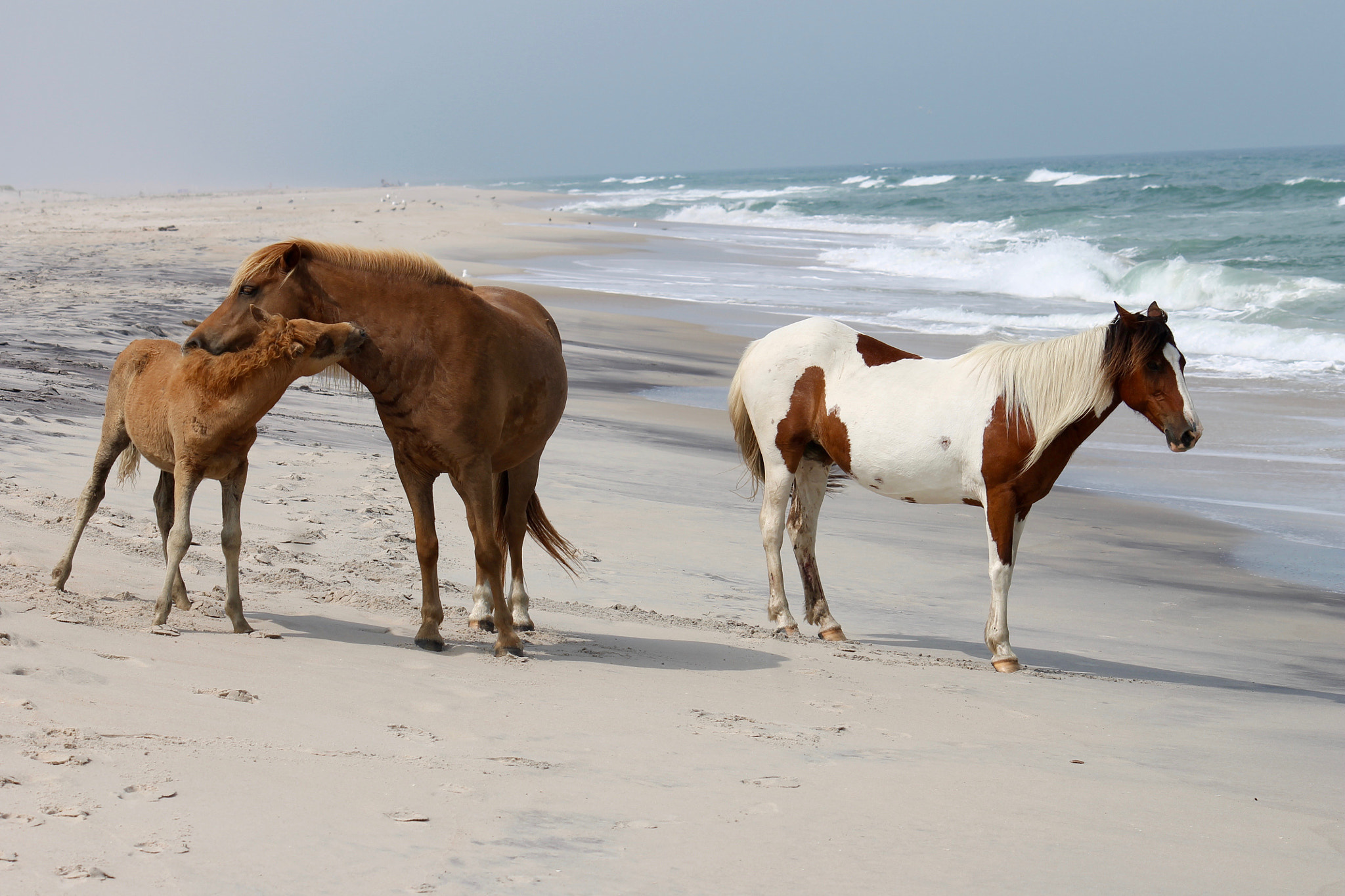 Canon EF-S 55-250mm F4-5.6 IS sample photo. Beach day photography