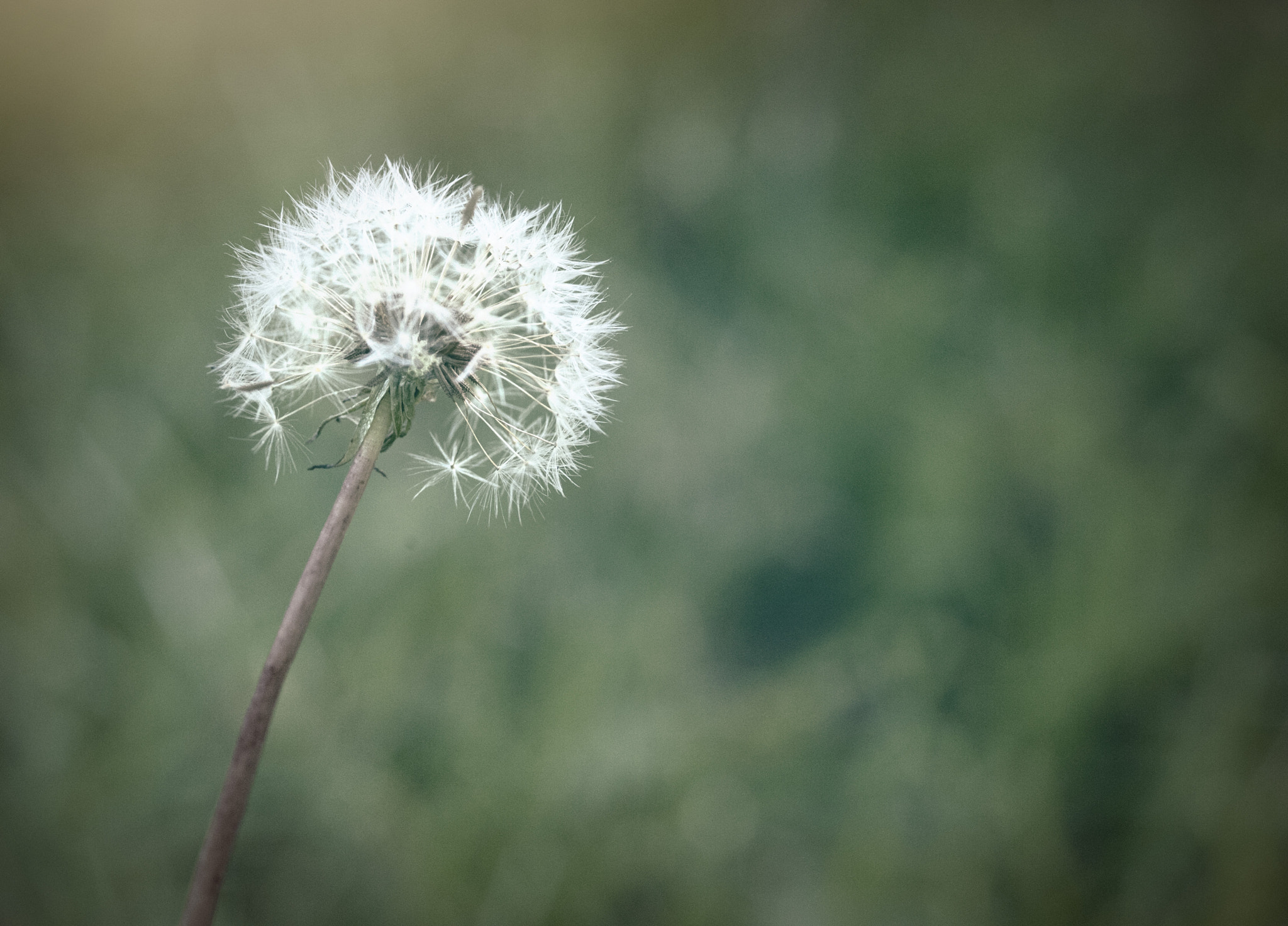 ZEISS Makro-Planar T* 100mm F2 sample photo. Buwak photography