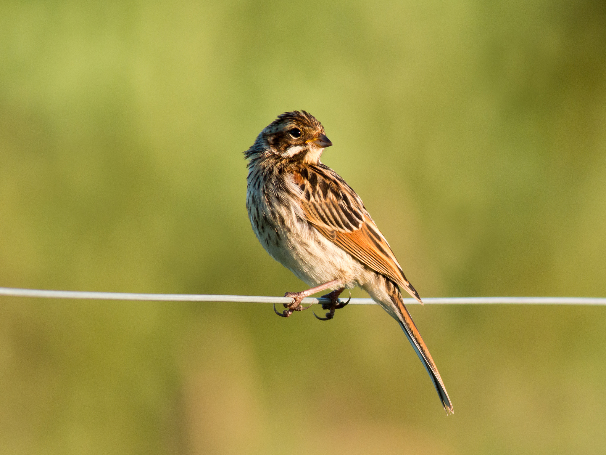 Olympus OM-D E-M1 sample photo. Reed bunting photography