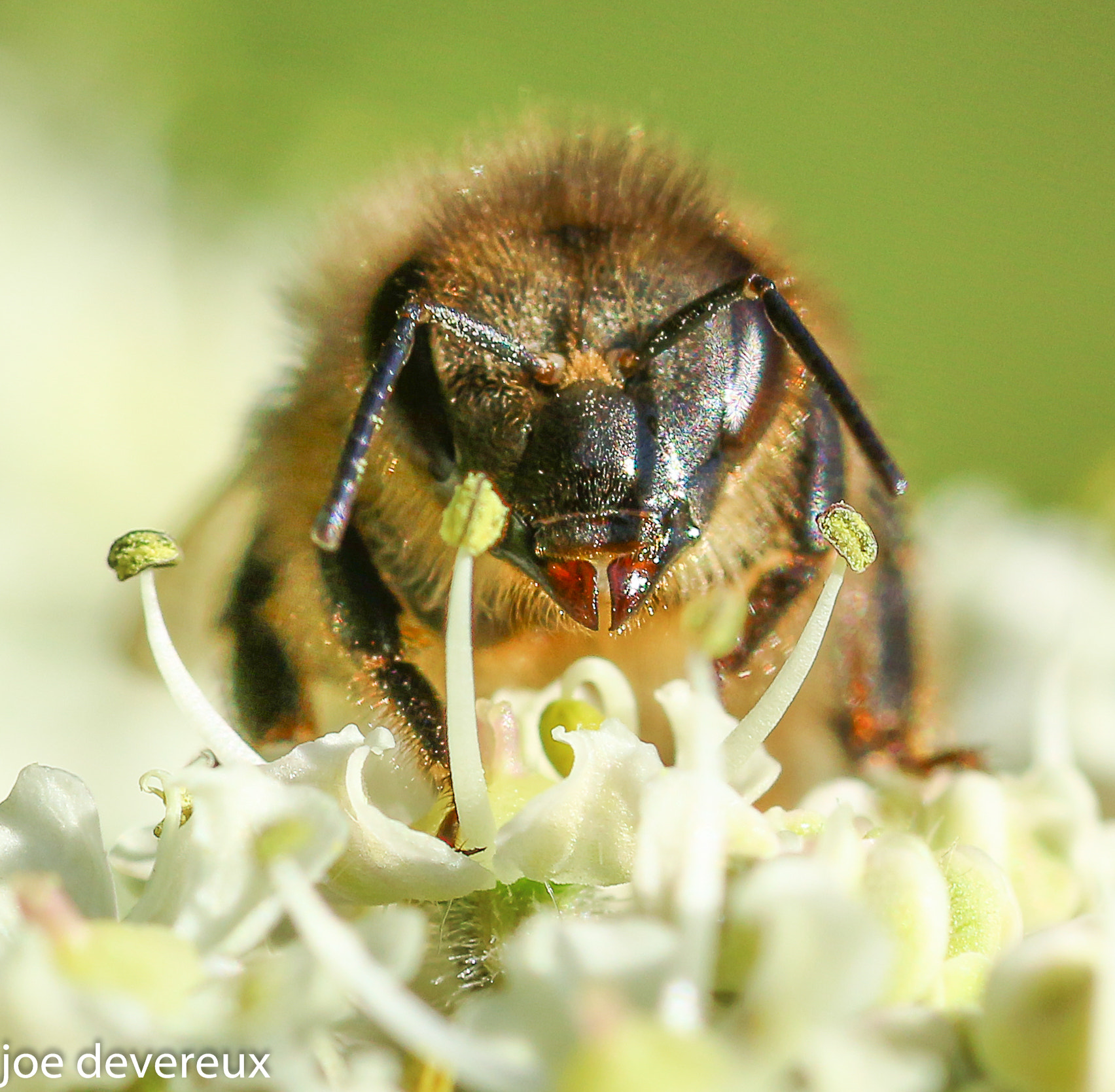 Sigma 105mm F2.8 EX DG OS HSM sample photo. Honey bee photography