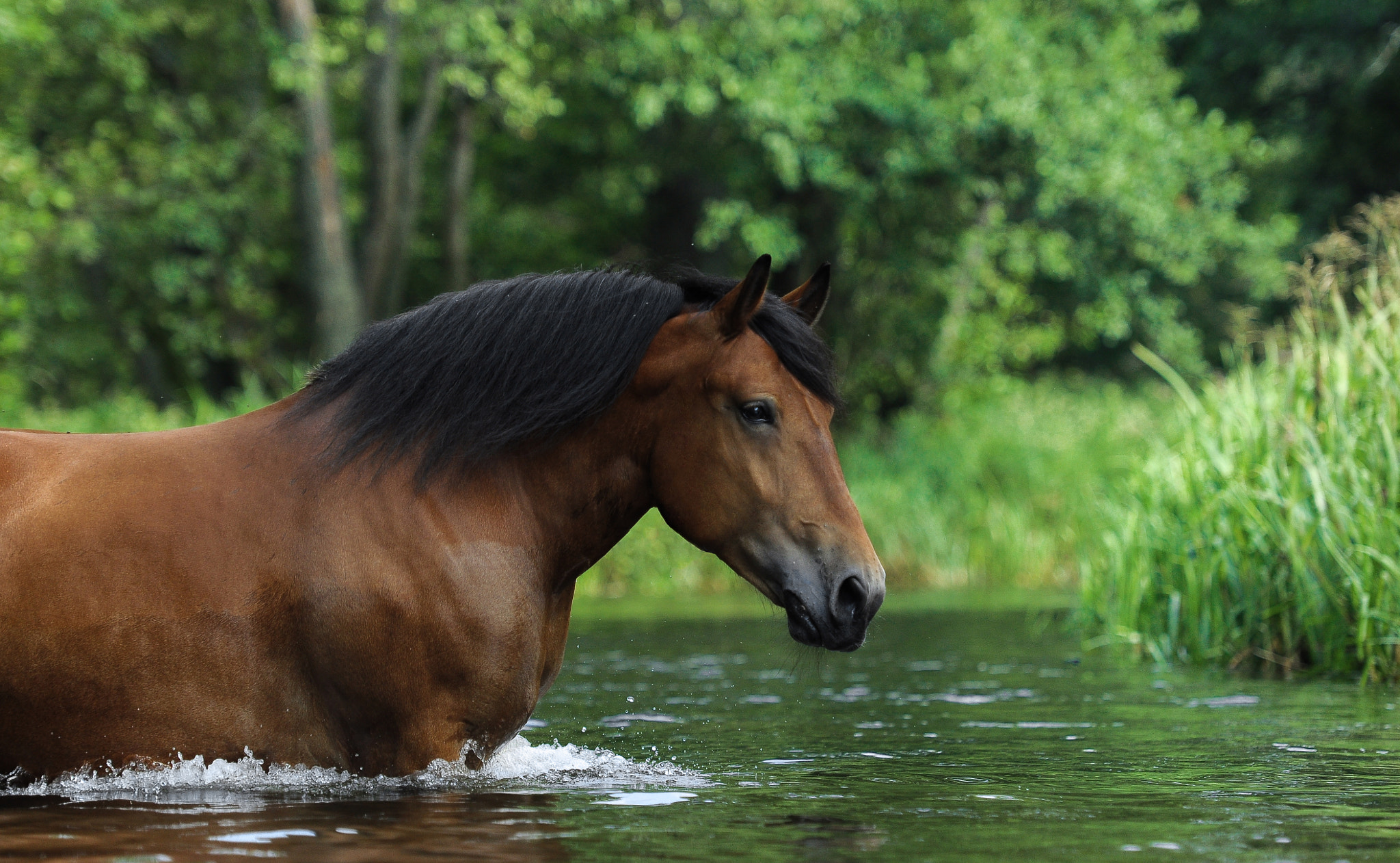 Nikon AF-S Nikkor 70-200mm F2.8G ED VR II sample photo. My love photography