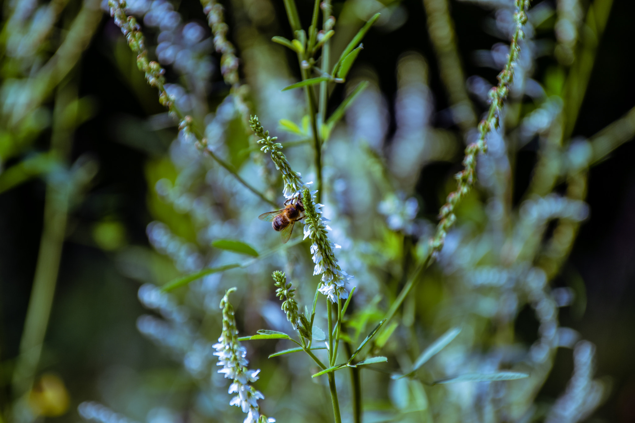 Sigma 28-300mm F3.5-6.3 DG Macro sample photo. Worker bee photography