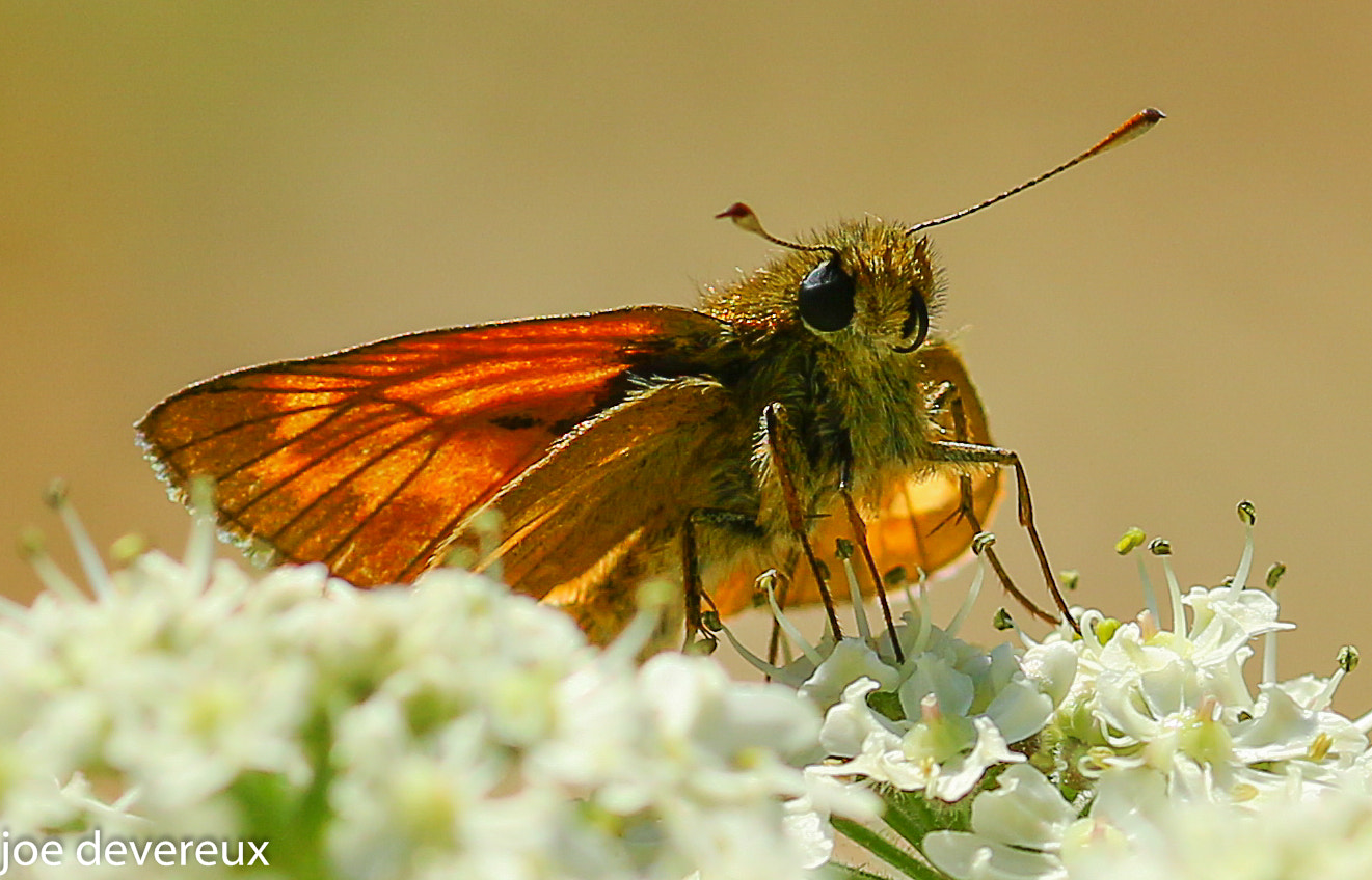 Sigma 105mm F2.8 EX DG OS HSM sample photo. Large skipper  photography