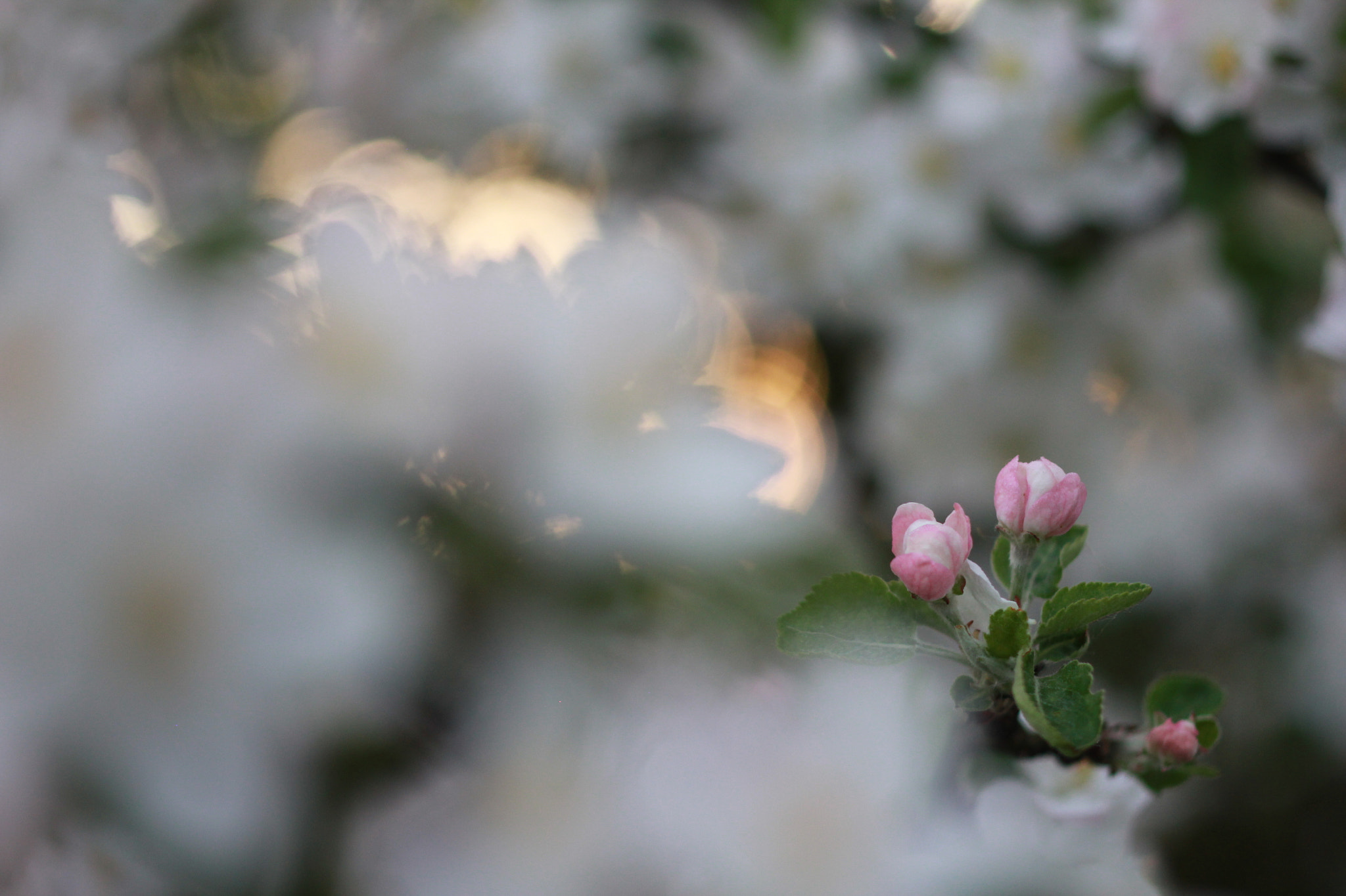 ZEISS Makro-Planar T* 50mm F2 sample photo