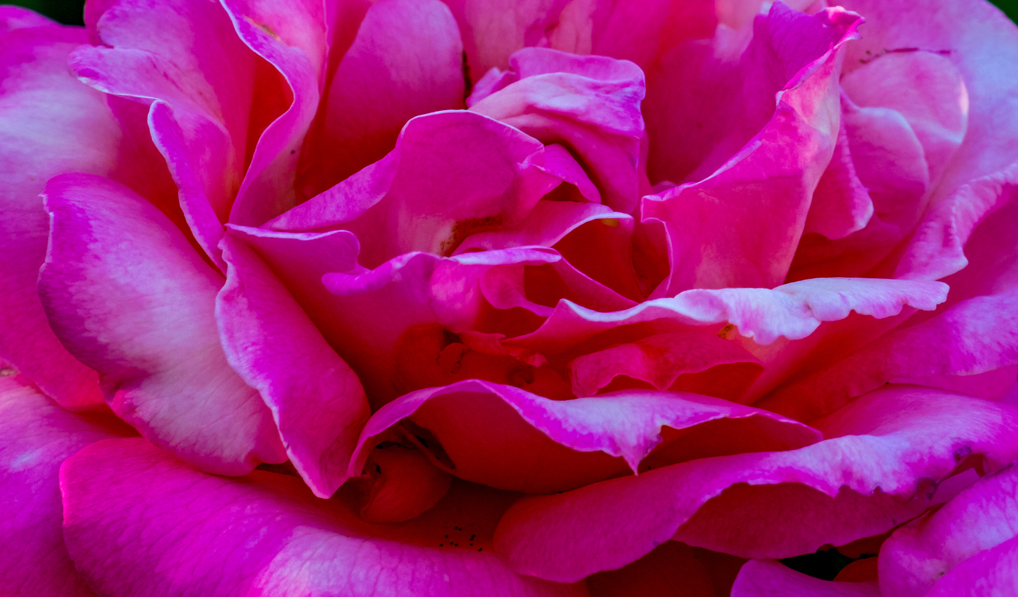 Canon EF 100-400mm F4.5-5.6L IS USM sample photo. Petals of pink photography
