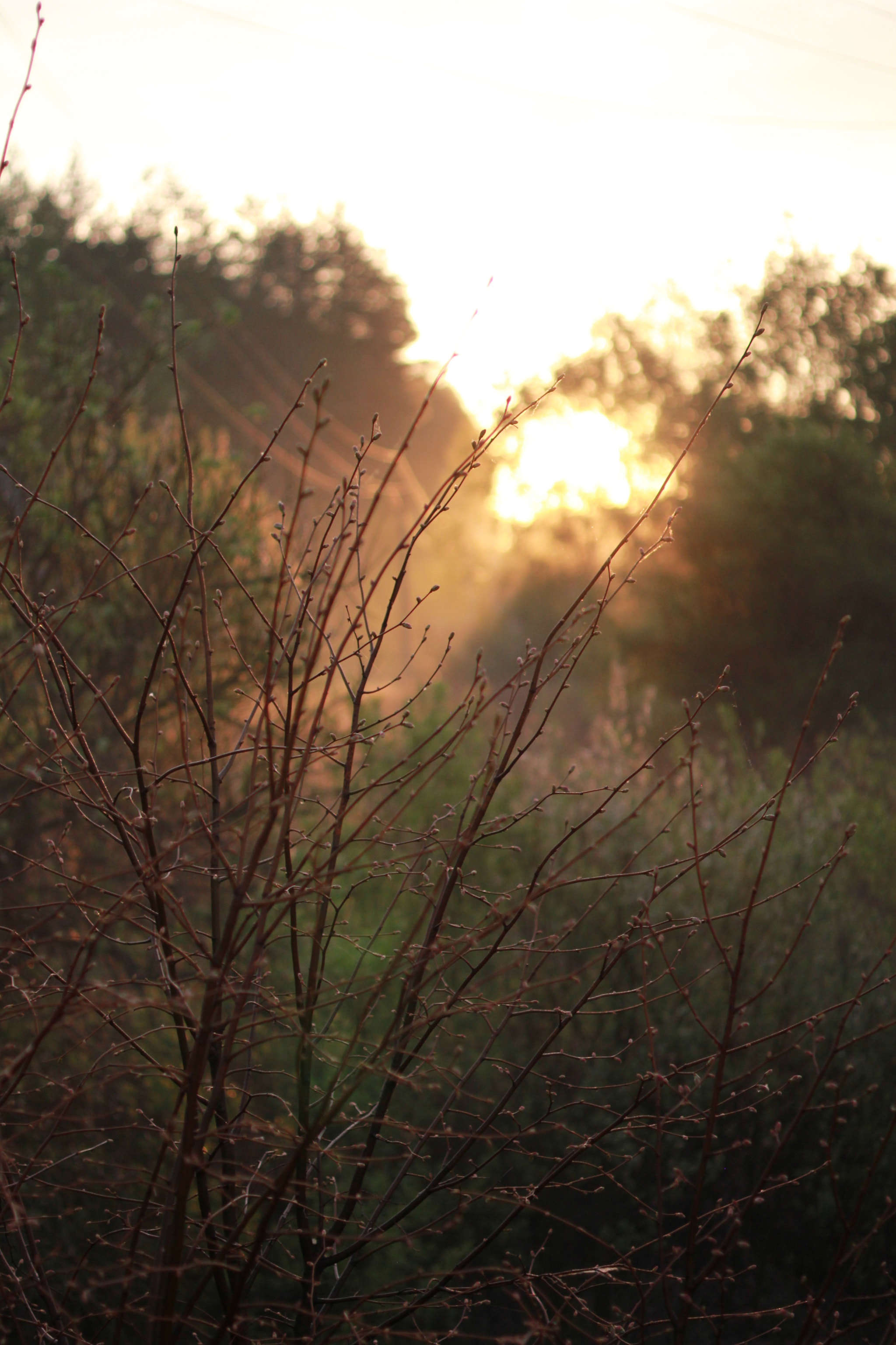 ZEISS Makro-Planar T* 50mm F2 sample photo