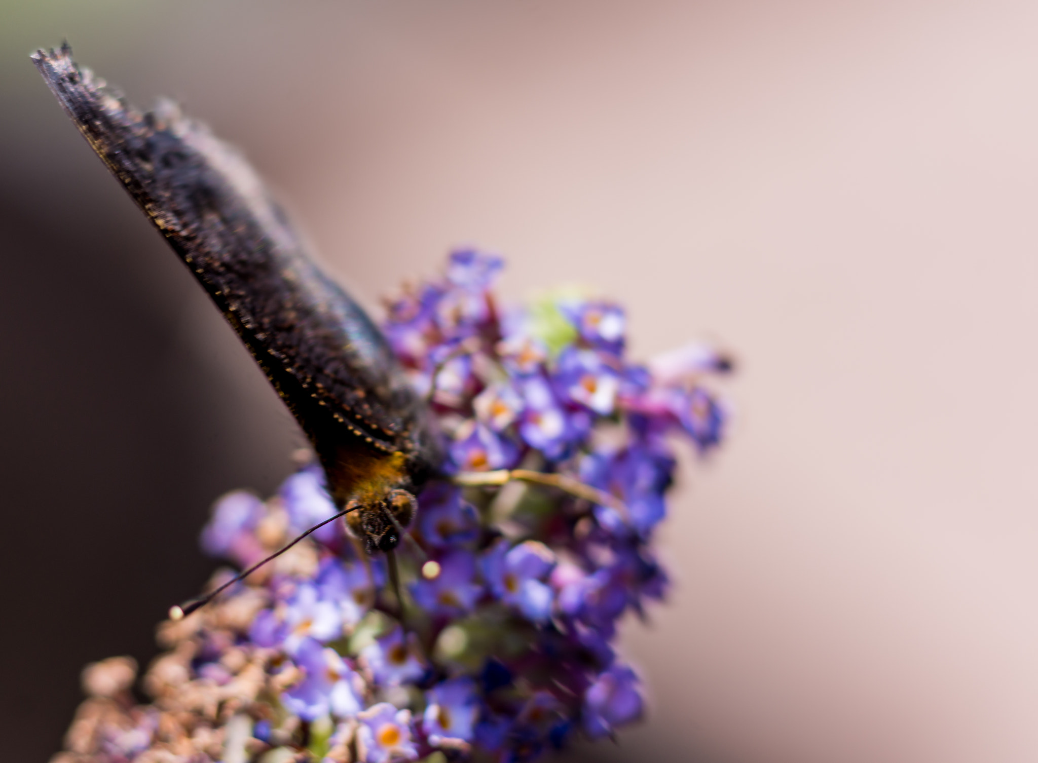 Nikon D7200 + Sigma 105mm F2.8 EX DG Macro sample photo. Butterfly on blue and purple flower photography