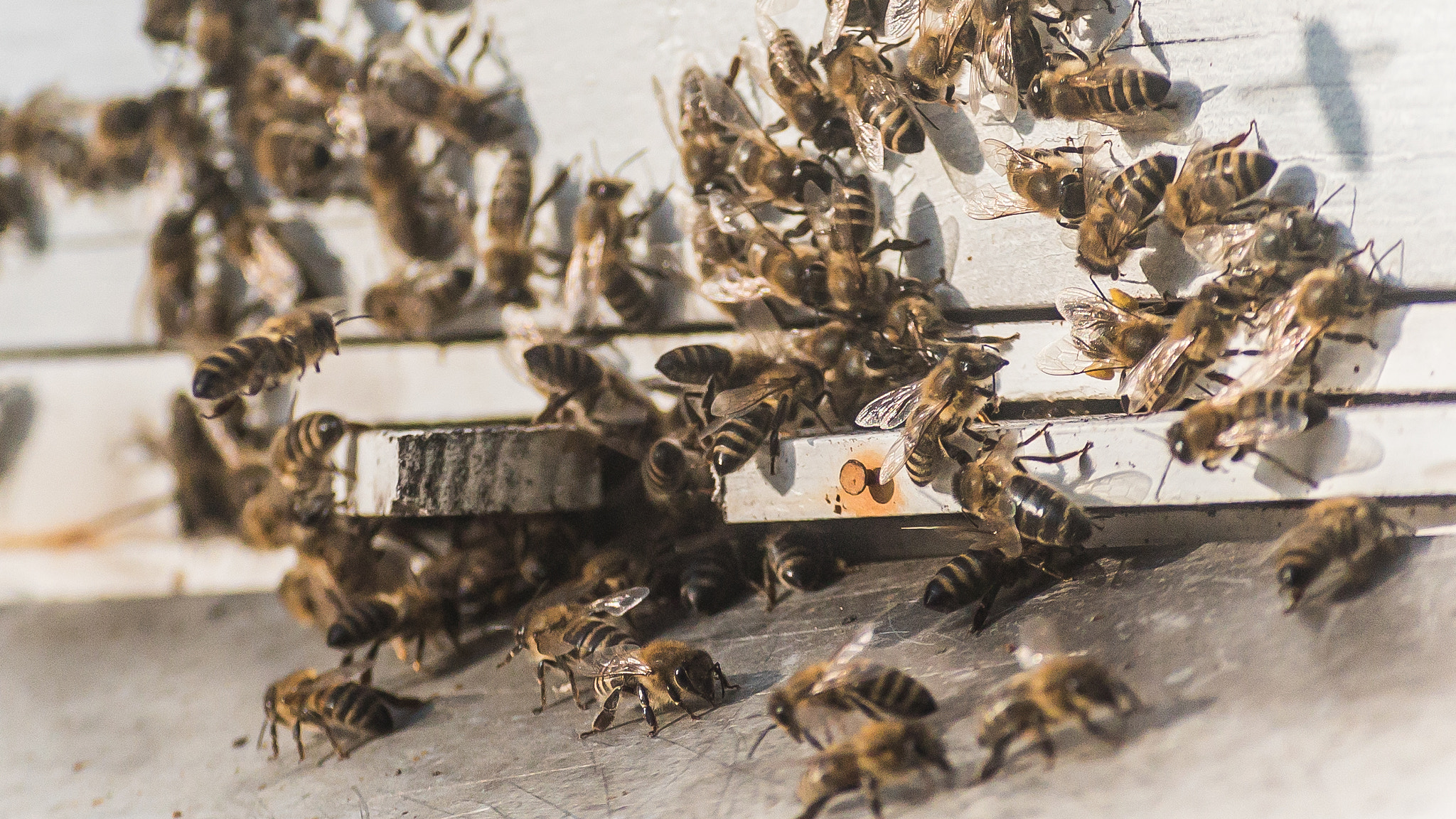 Sony a7S + Sigma 70-210mm F4-5.6 APO sample photo. Bumblebee photography