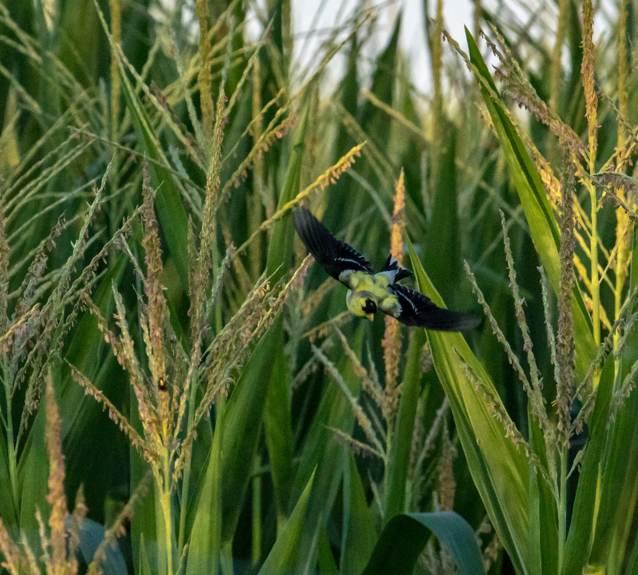 Canon EF 100-400mm F4.5-5.6L IS USM sample photo. Flight through the corn photography