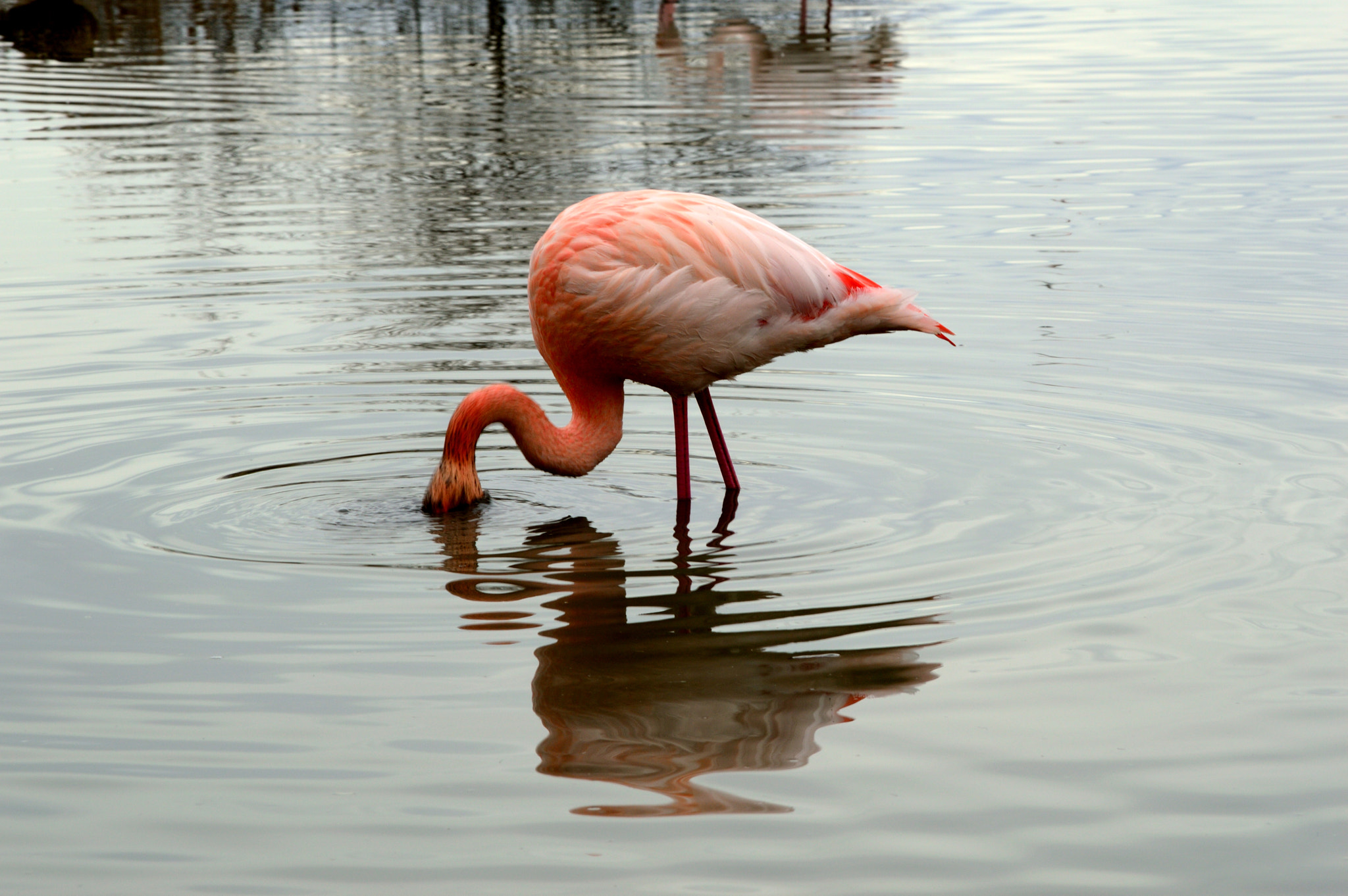 Nikon AF-S Nikkor 24-120mm F4G ED VR sample photo. Camargue photography