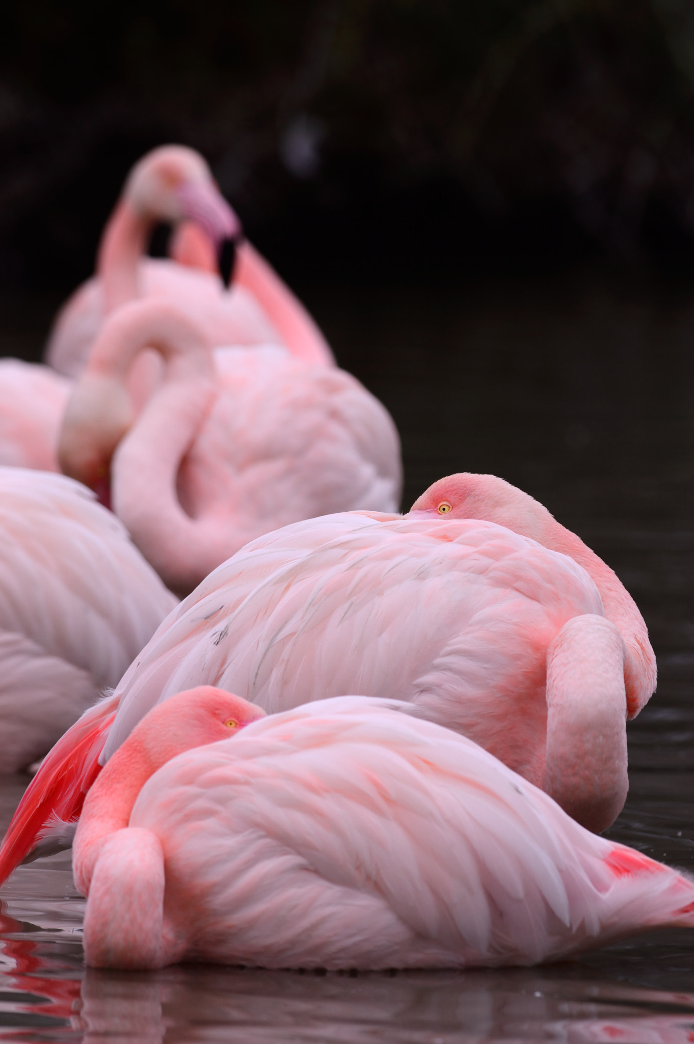 Nikon D3200 + Nikon AF-S Nikkor 300mm F4D ED-IF sample photo. Camargue photography