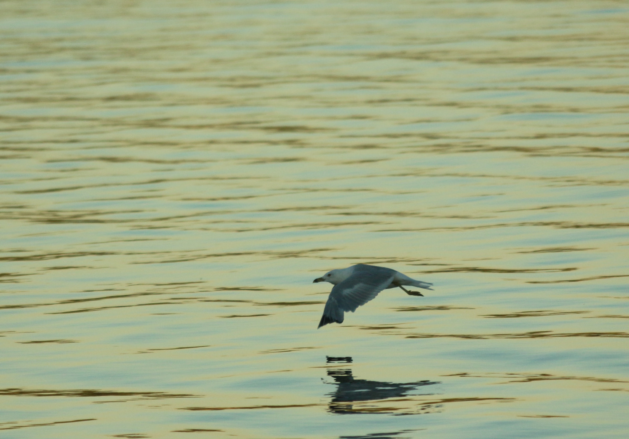 Canon EF 70-300mm F4-5.6 IS USM sample photo. Cross lake, ny photography