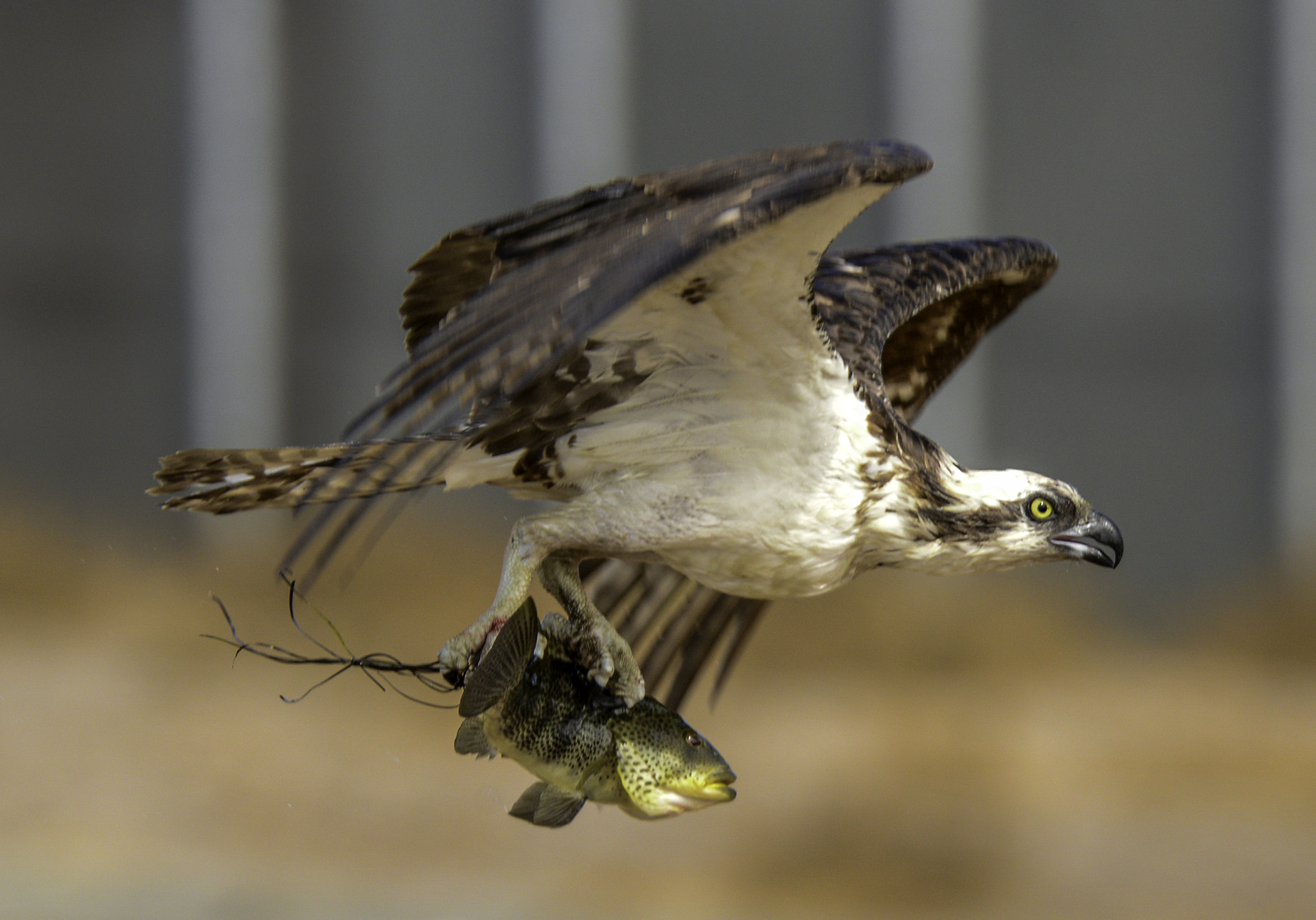 Nikon D600 + Tamron SP 150-600mm F5-6.3 Di VC USD sample photo. "got lunch" photography