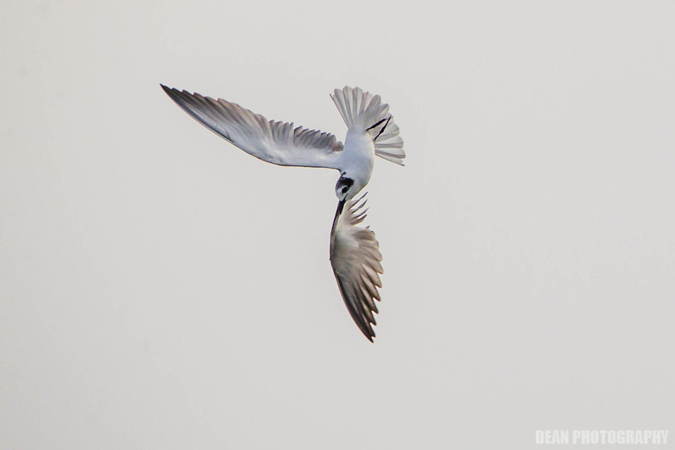 Canon EOS-1D Mark IV sample photo. Attack photography