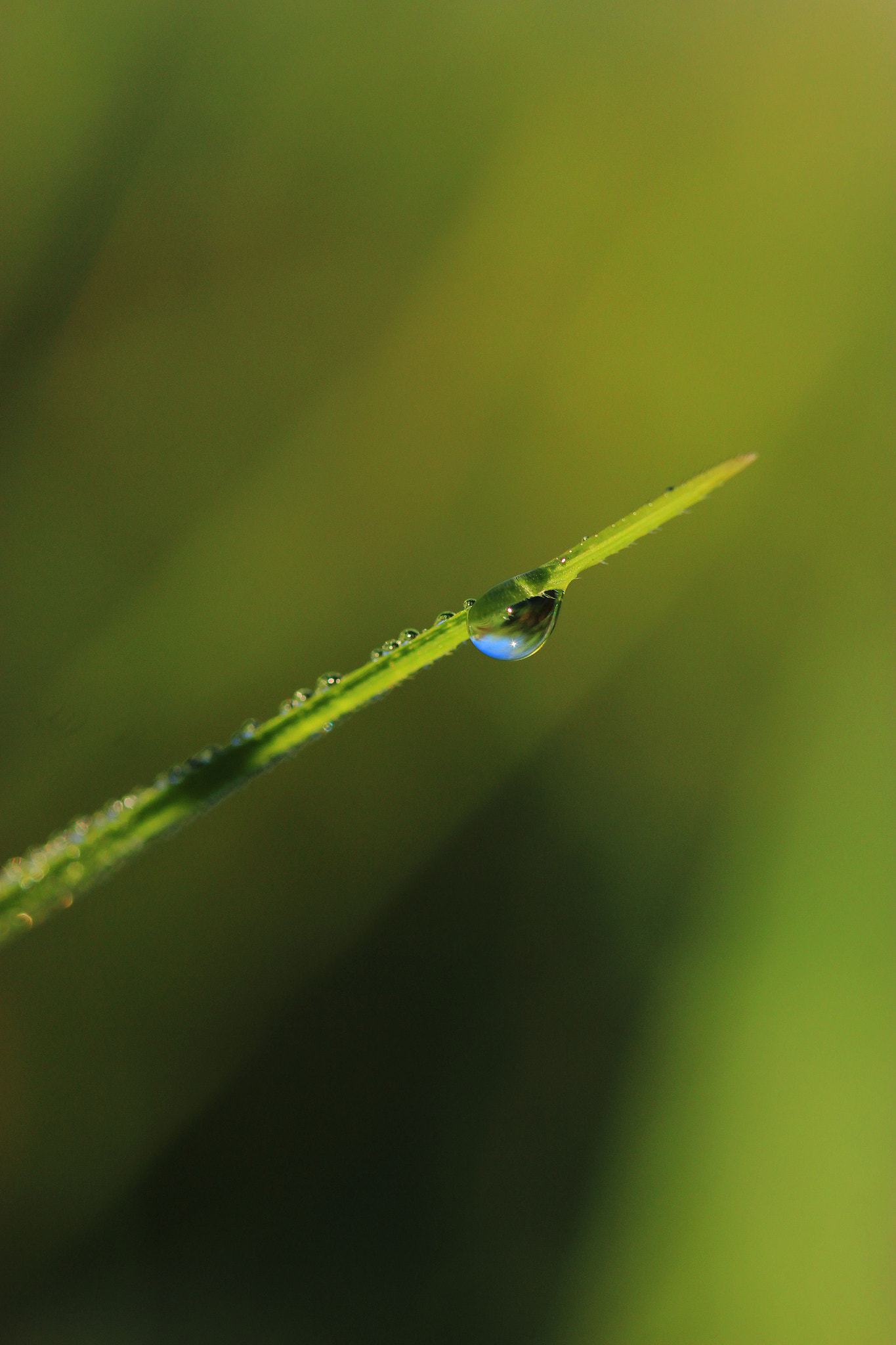 Canon EF-S 60mm F2.8 Macro USM sample photo. Pointing photography