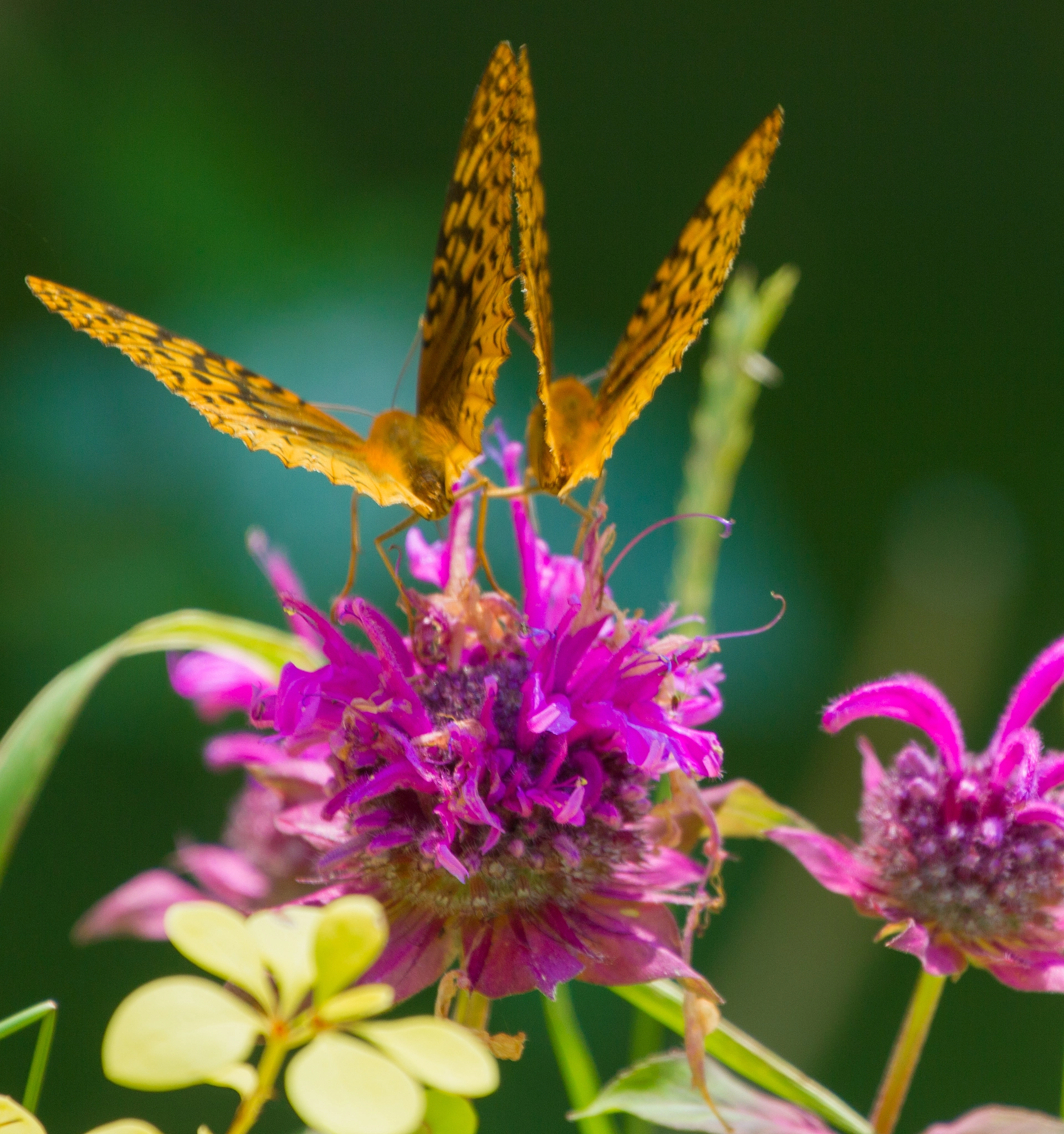 Canon EF 70-300mm F4-5.6L IS USM sample photo. Crowded bee balm photography