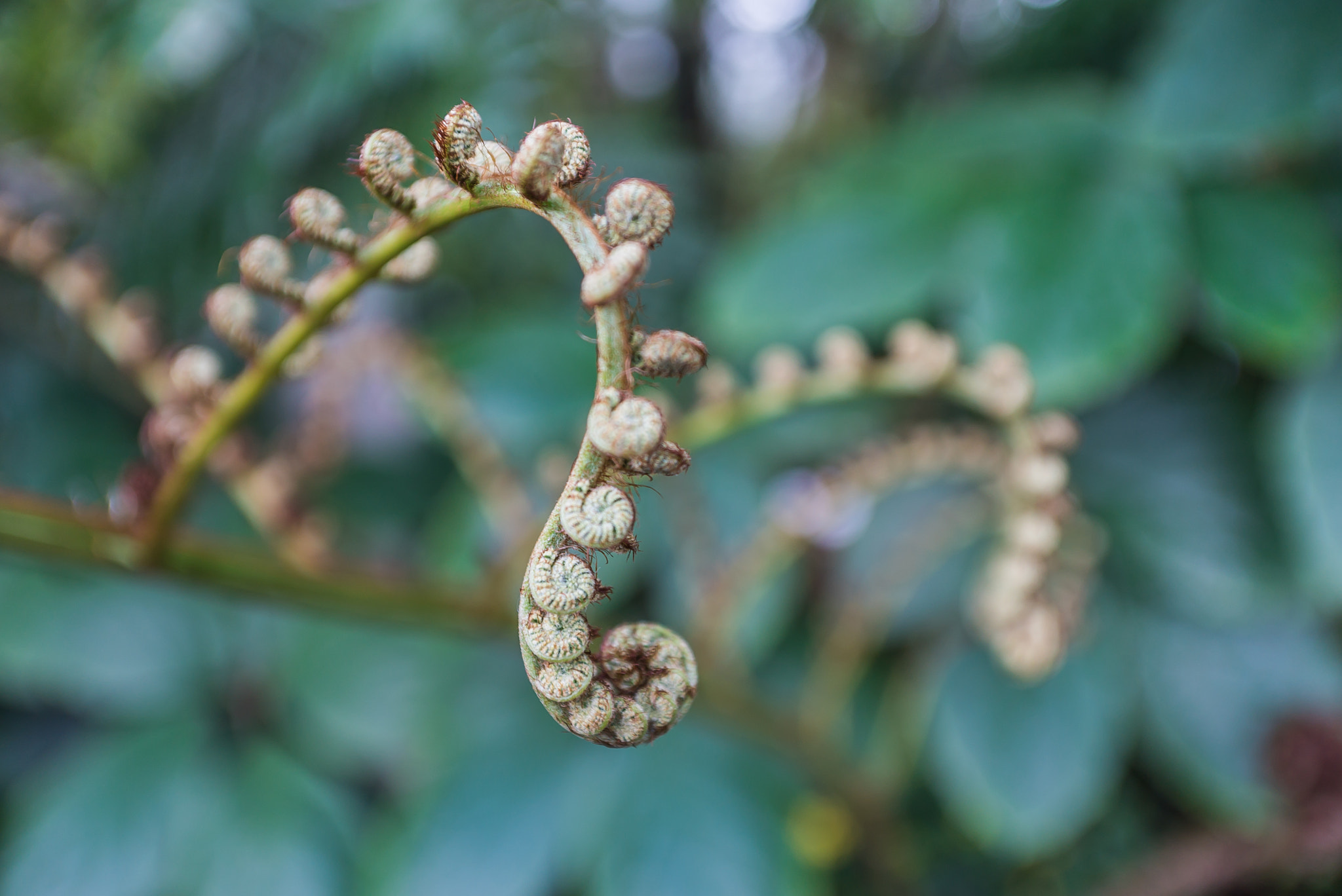 Sony a7S sample photo. Growing plant photography