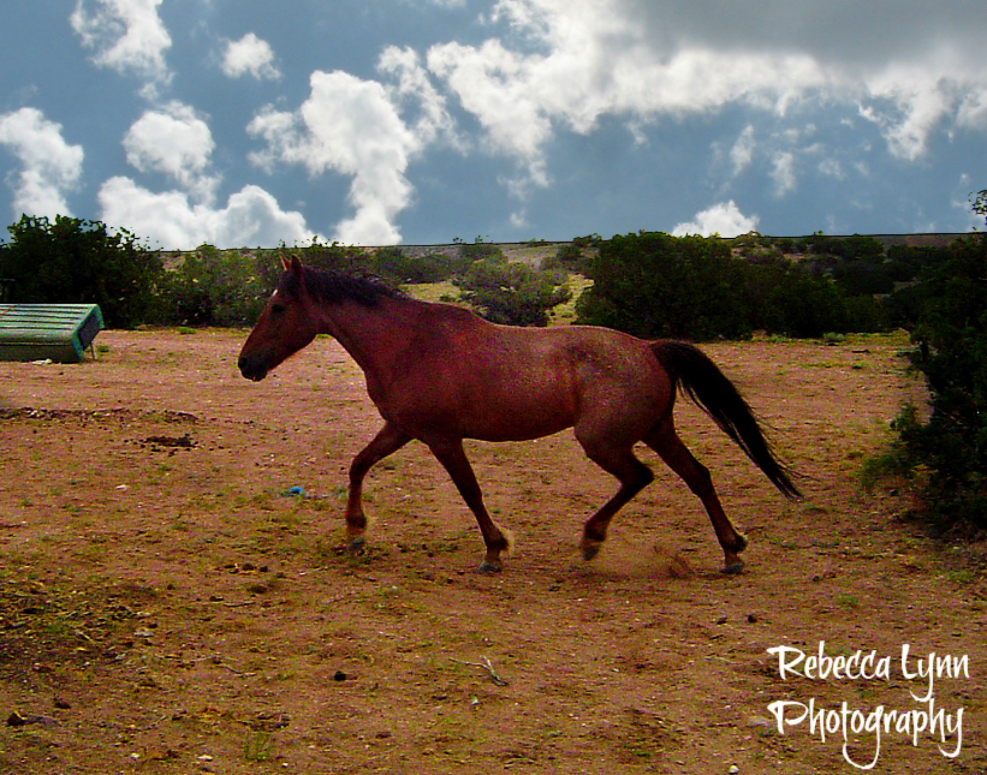 Sony DSC-P72 sample photo. Trotting along photography