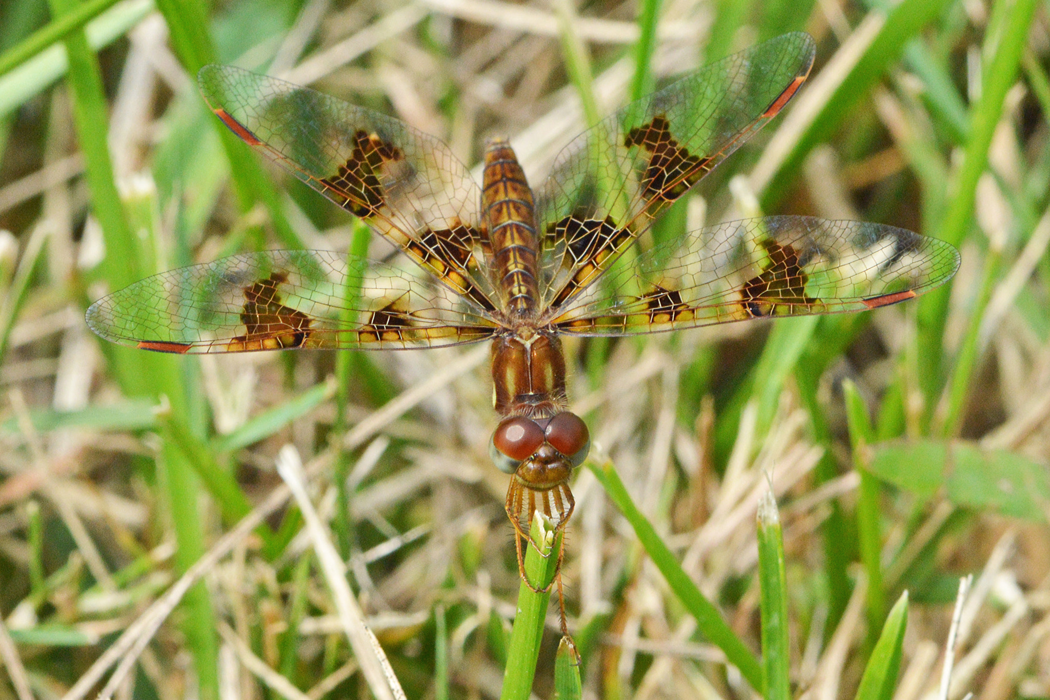 Nikon AF-S Micro-Nikkor 105mm F2.8G IF-ED VR sample photo. Eastern amberwing () photography