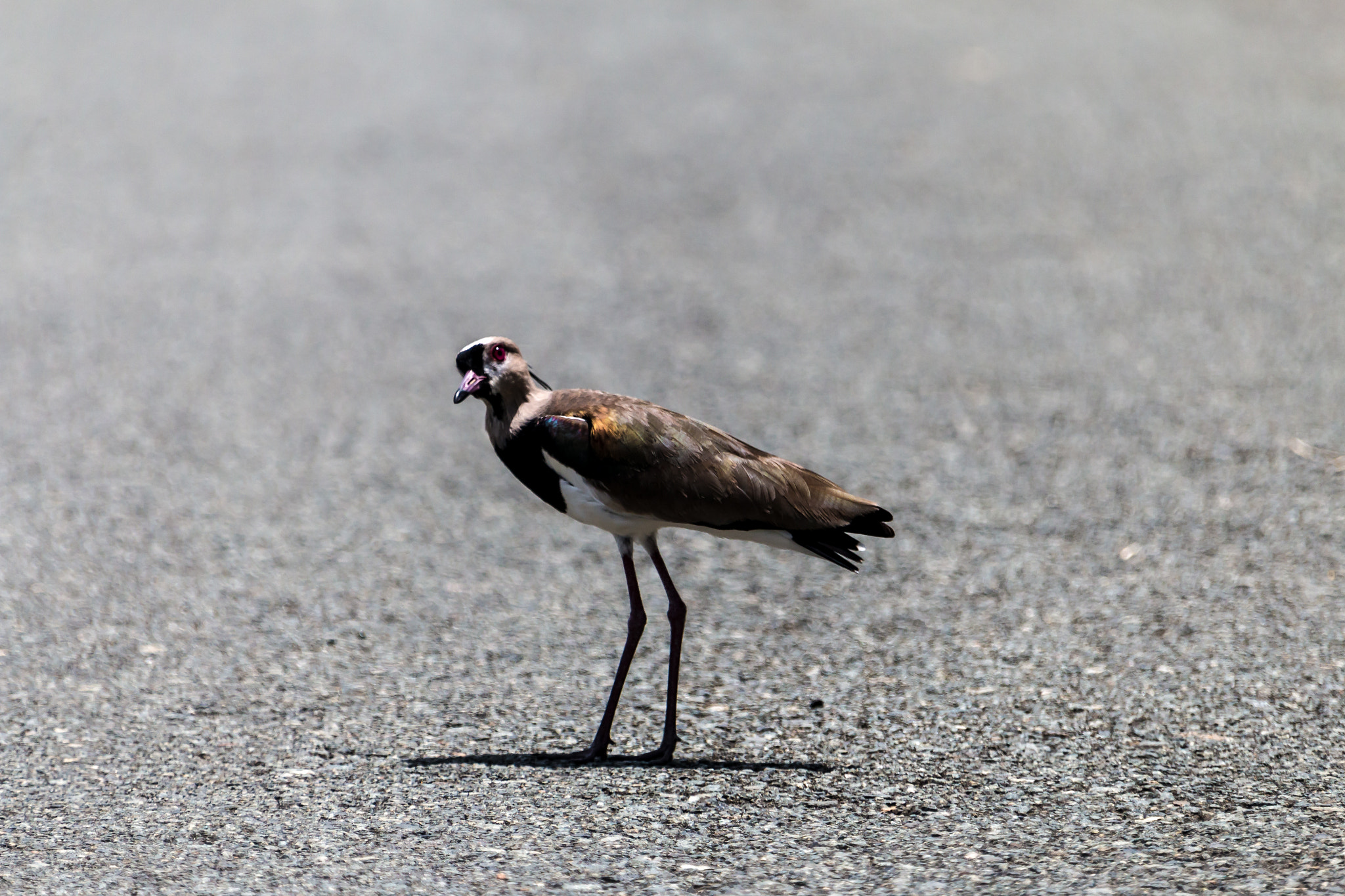 Canon EF 28-300mm F3.5-5.6L IS USM sample photo. Tweet tweet photography