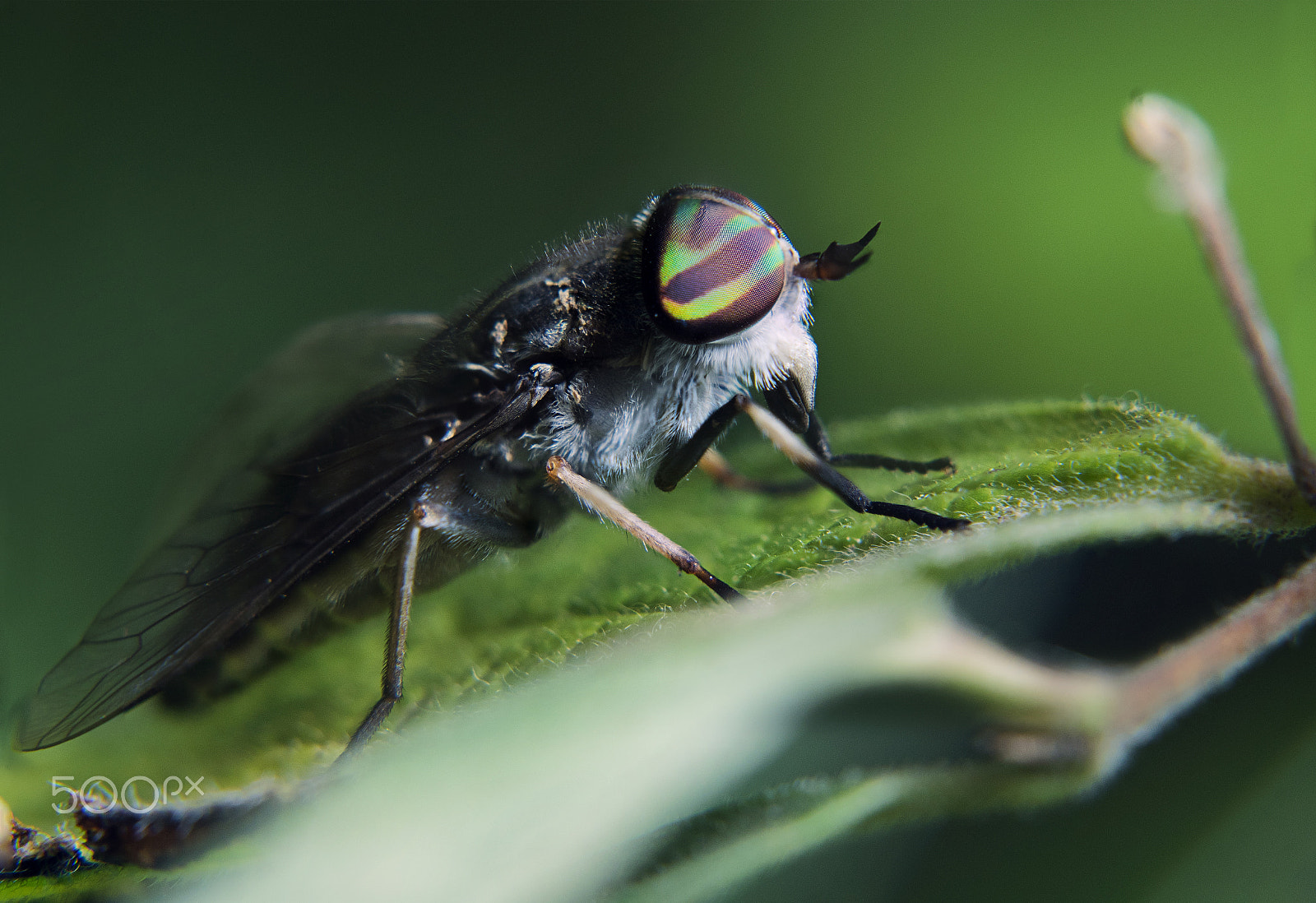 Sony a7R + E 50mm F1.8 OSS sample photo. Horsefly with striped eyes photography