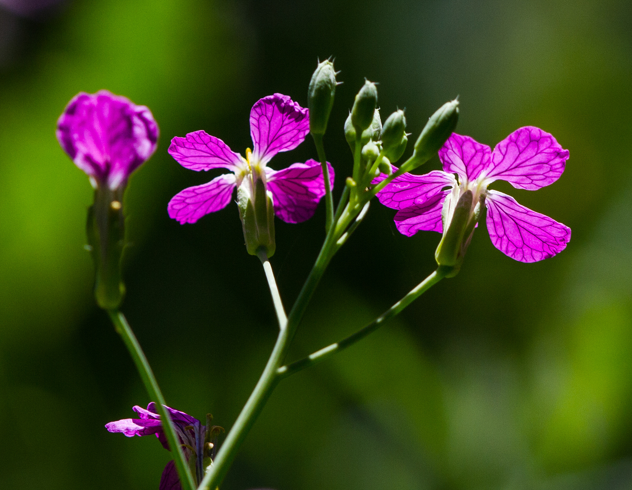Canon EF 180mm F3.5L Macro USM sample photo. Morning sun photography