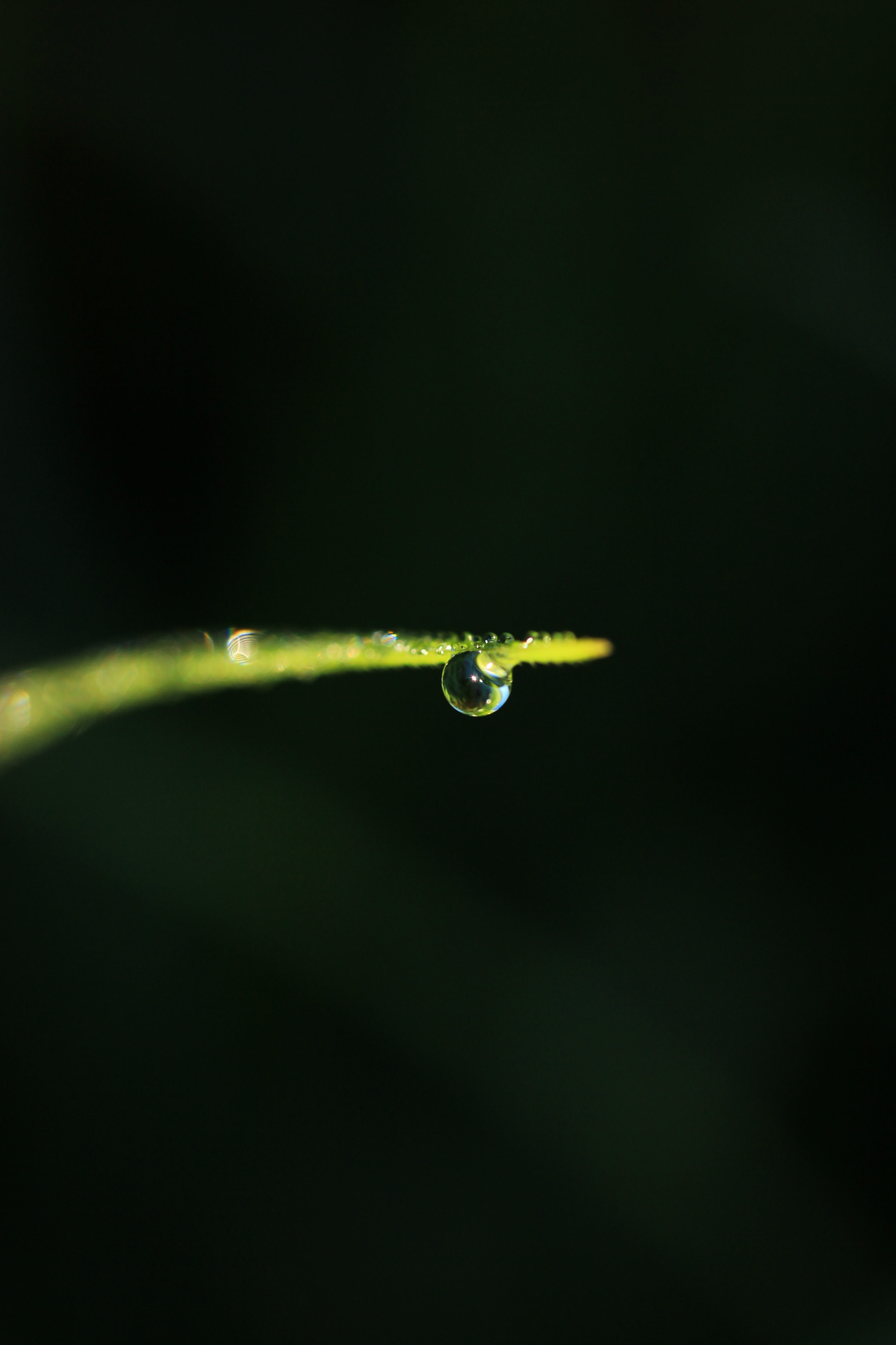 Canon EF-S 60mm F2.8 Macro USM sample photo. The drop photography