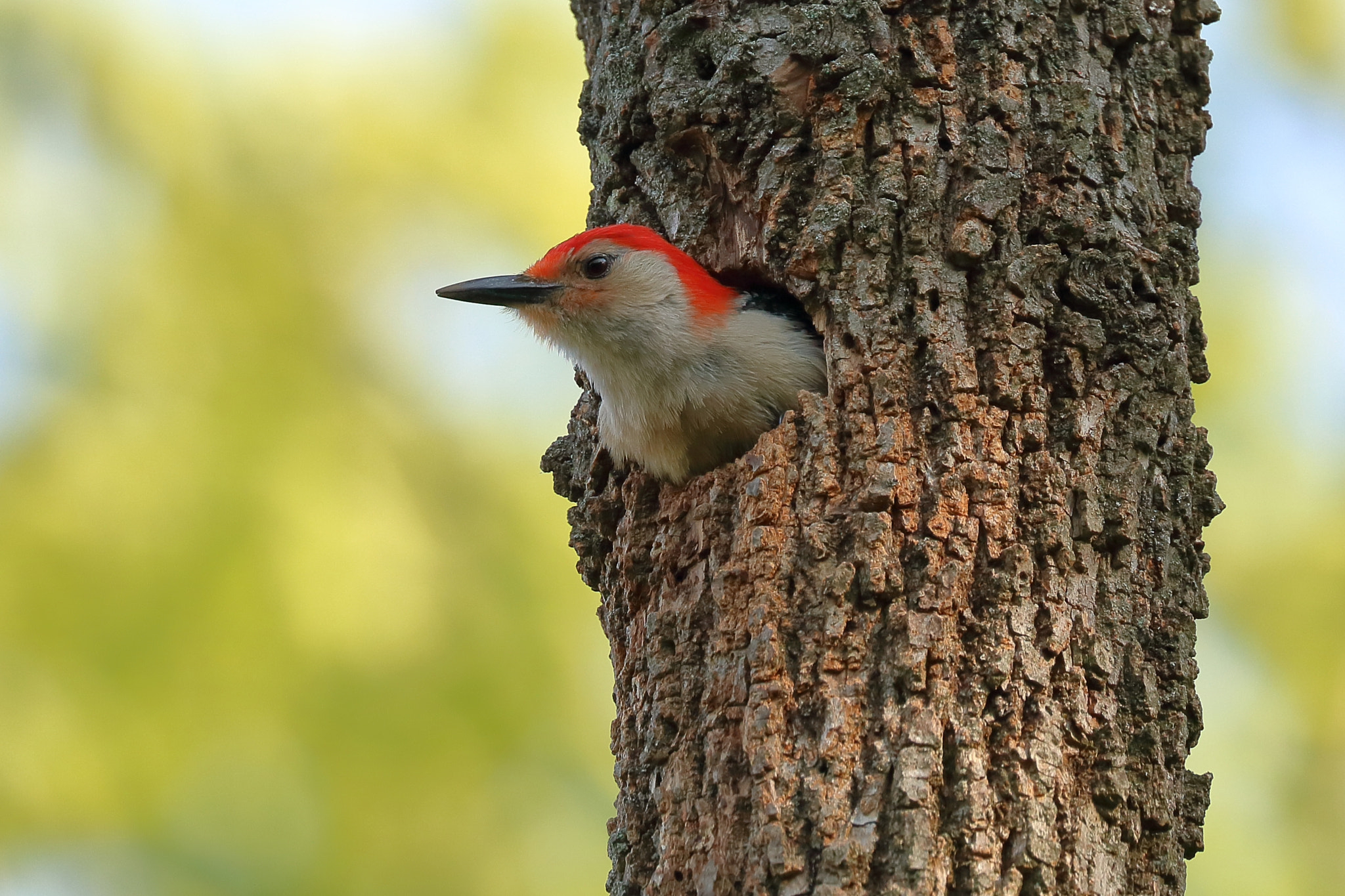 Canon EOS 750D (EOS Rebel T6i / EOS Kiss X8i) sample photo. Red bellied woodpecker photography