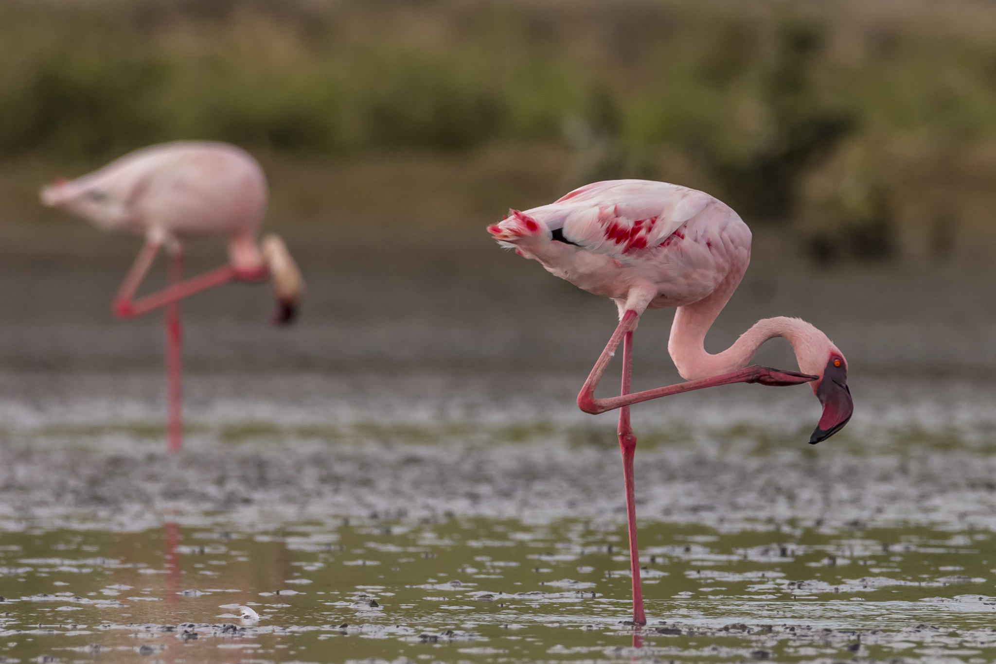 Sigma 150-600mm F5-6.3 DG OS HSM | C sample photo. Lesser flamingo duo photography