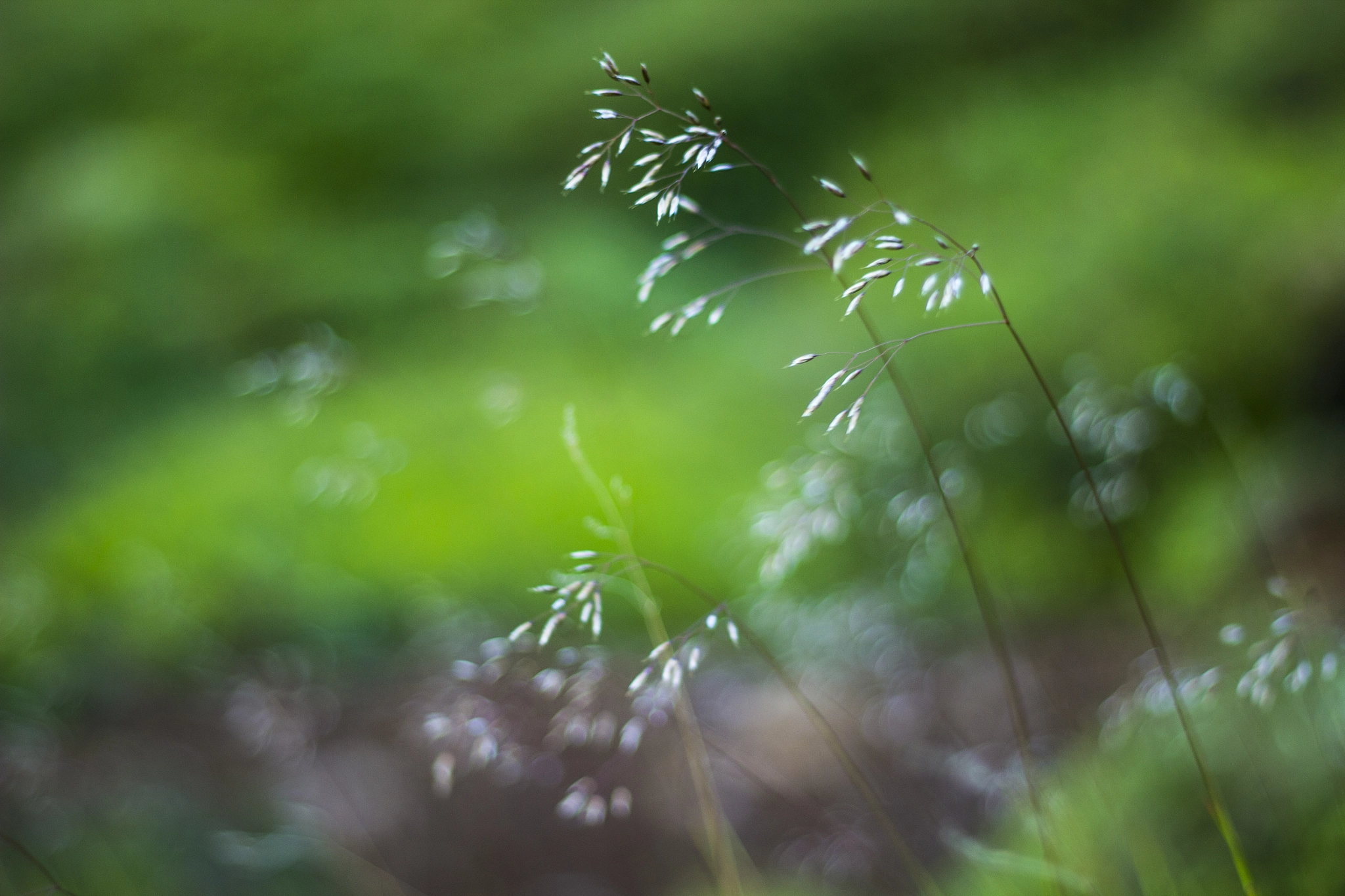 Canon EF 50mm F1.8 II sample photo. Flow photography