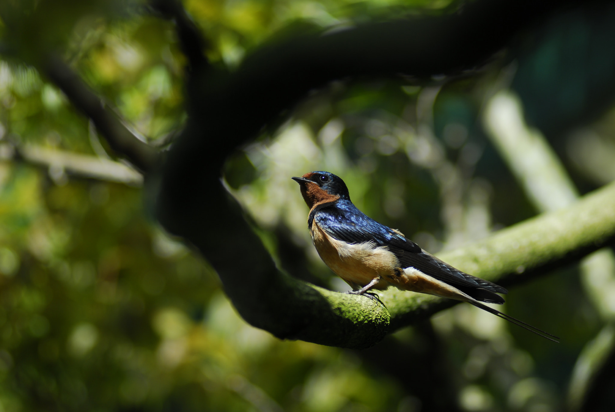 Nikon AF-Nikkor 80-200mm F2.8D ED sample photo. Guard swallow photography