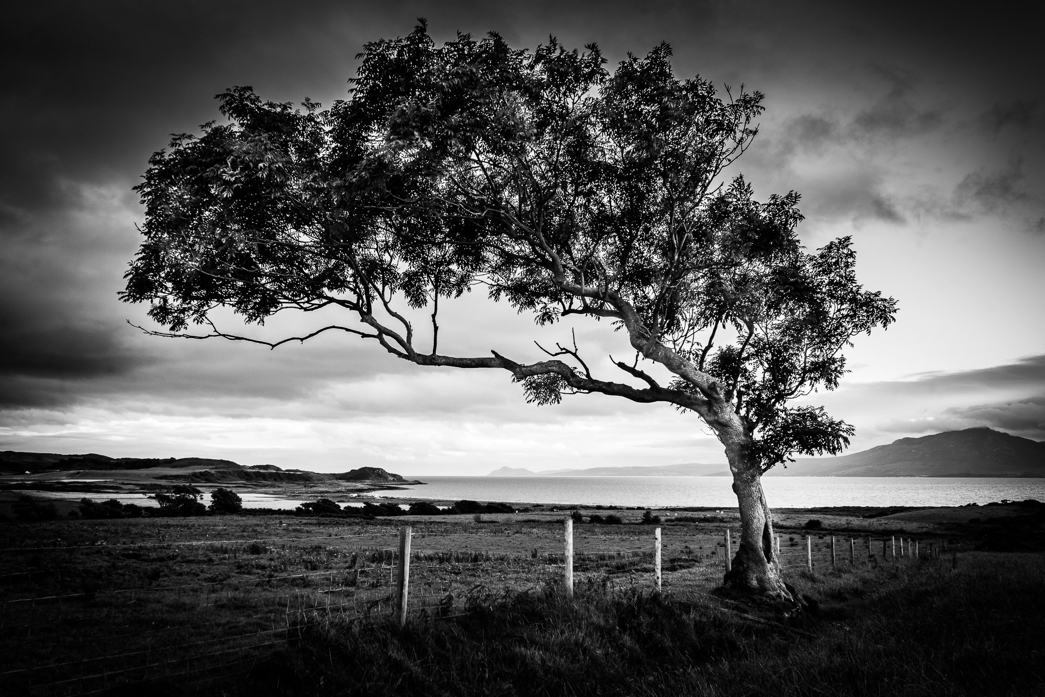 Sigma 12-24mm F4.5-5.6 II DG HSM sample photo. Tree on isle of bute, scotland photography