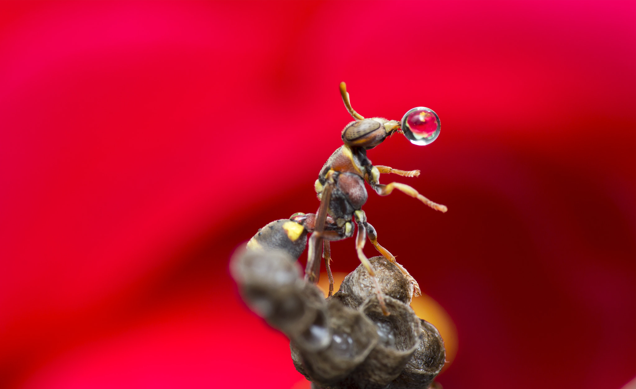 Canon EOS 60D + Canon EF 100mm F2.8 Macro USM sample photo. Wasp 160729a photography