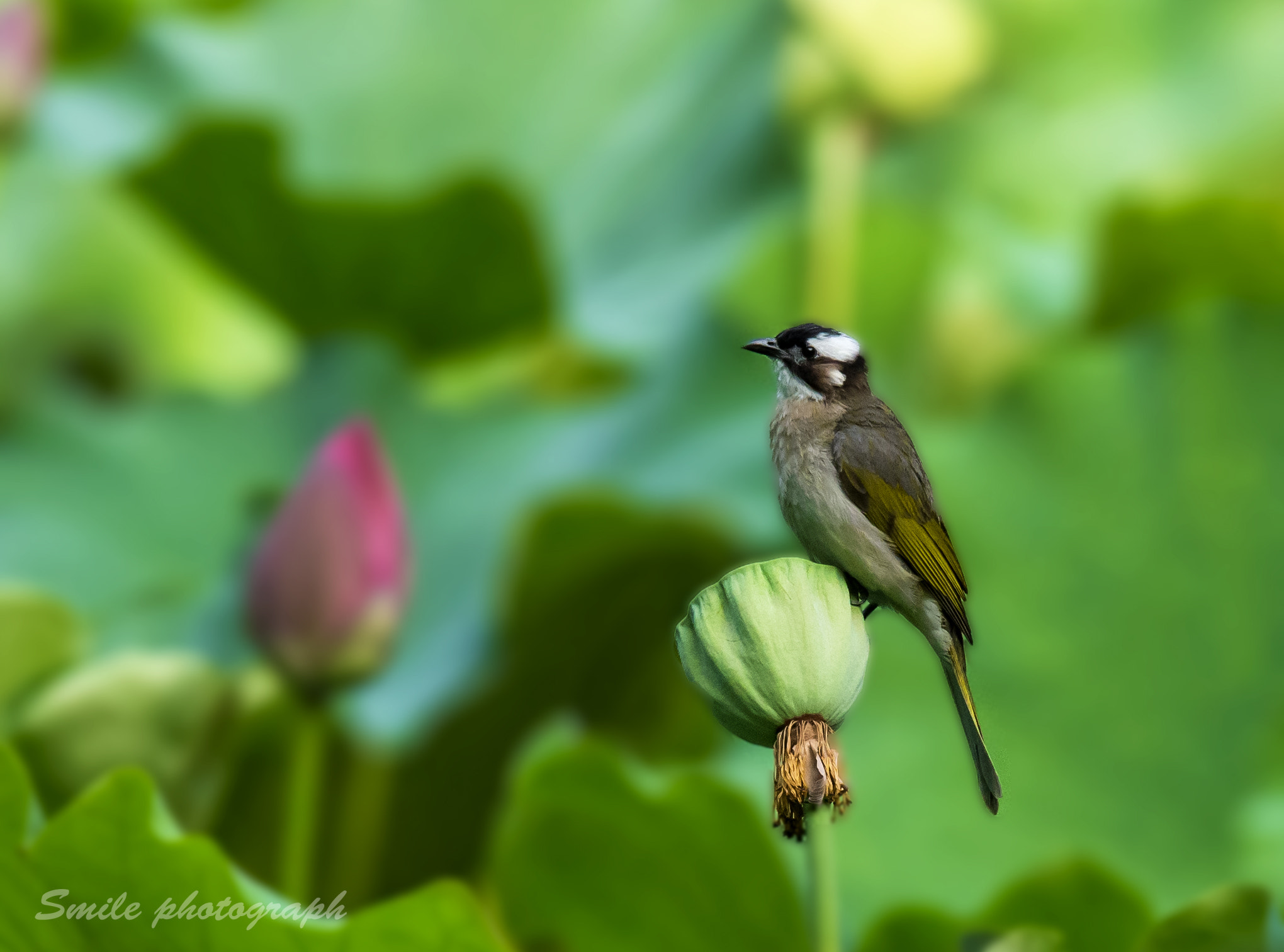 Sigma 150-600mm F5-6.3 DG OS HSM | C sample photo