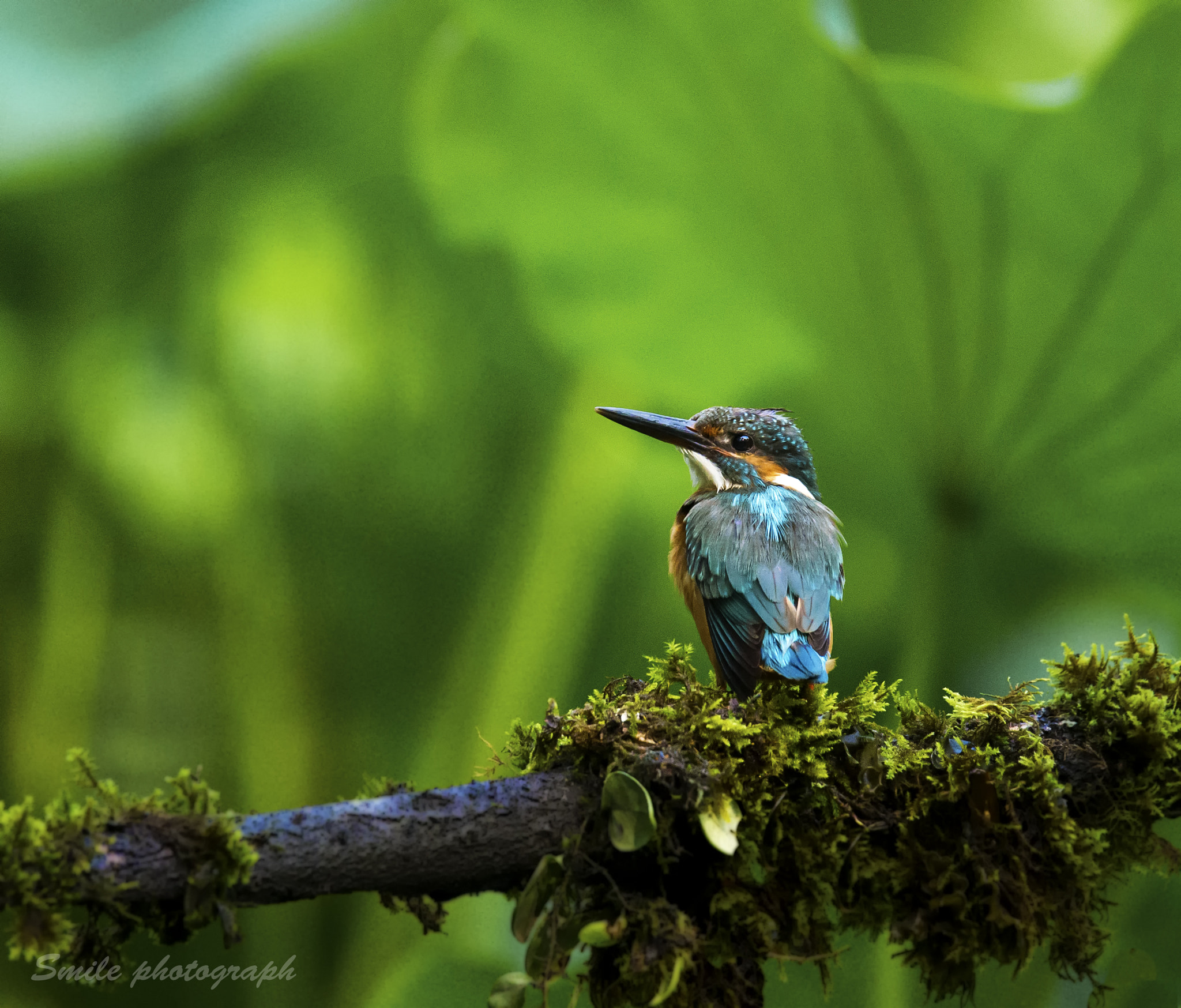 Sigma 150-600mm F5-6.3 DG OS HSM | C sample photo