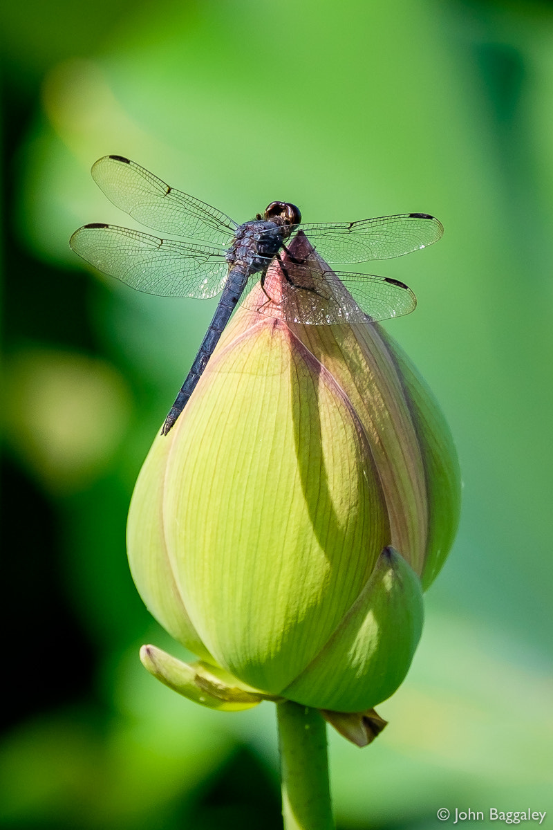 Fujifilm X-T1 + XF50-140mmF2.8 R LM OIS WR + 1.4x sample photo. Dragonfly on a lotus bulb photography