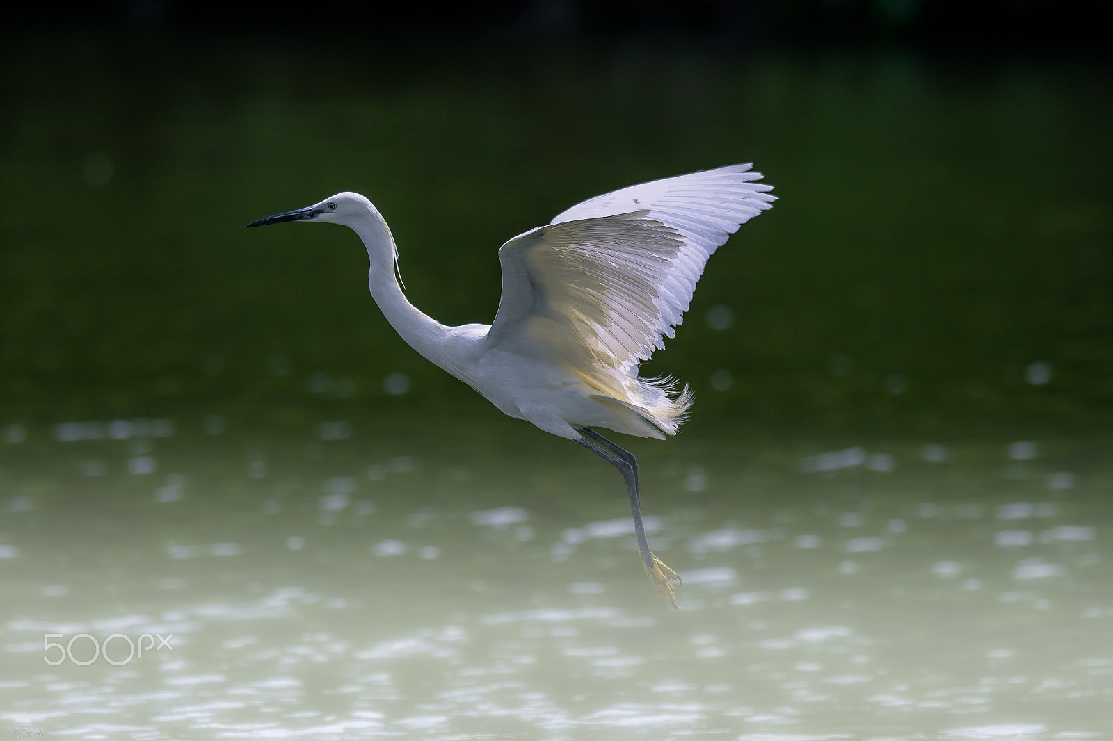 Nikon AF-S Nikkor 400mm F2.8G ED VR II sample photo. Sagi photography