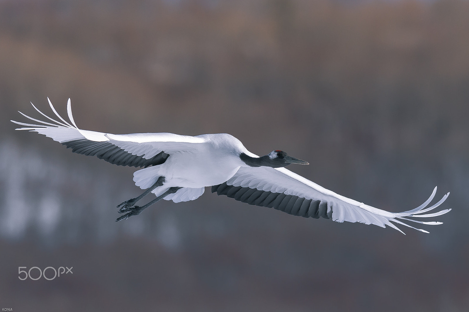 Nikon AF-S Nikkor 400mm F2.8G ED VR II sample photo. Tantyou photography