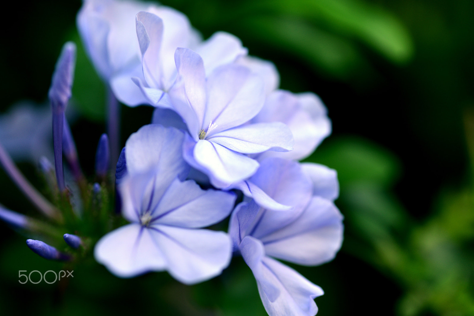 Nikon D600 sample photo. My favorite flower. photography