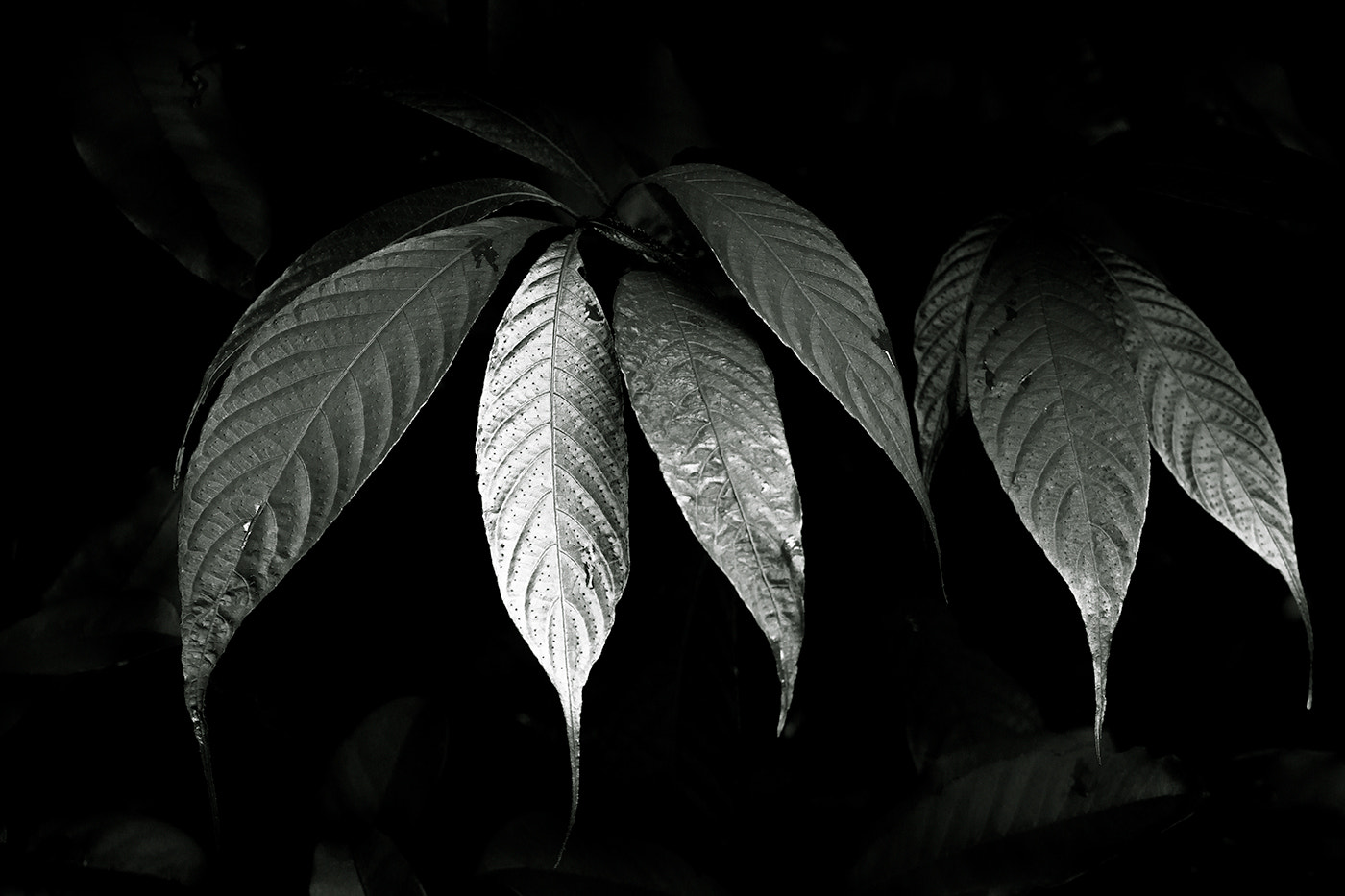 Sony Alpha NEX-7 + Sony Vario-Tessar T* E 16-70mm F4 ZA OSS sample photo. Silver leaves photography