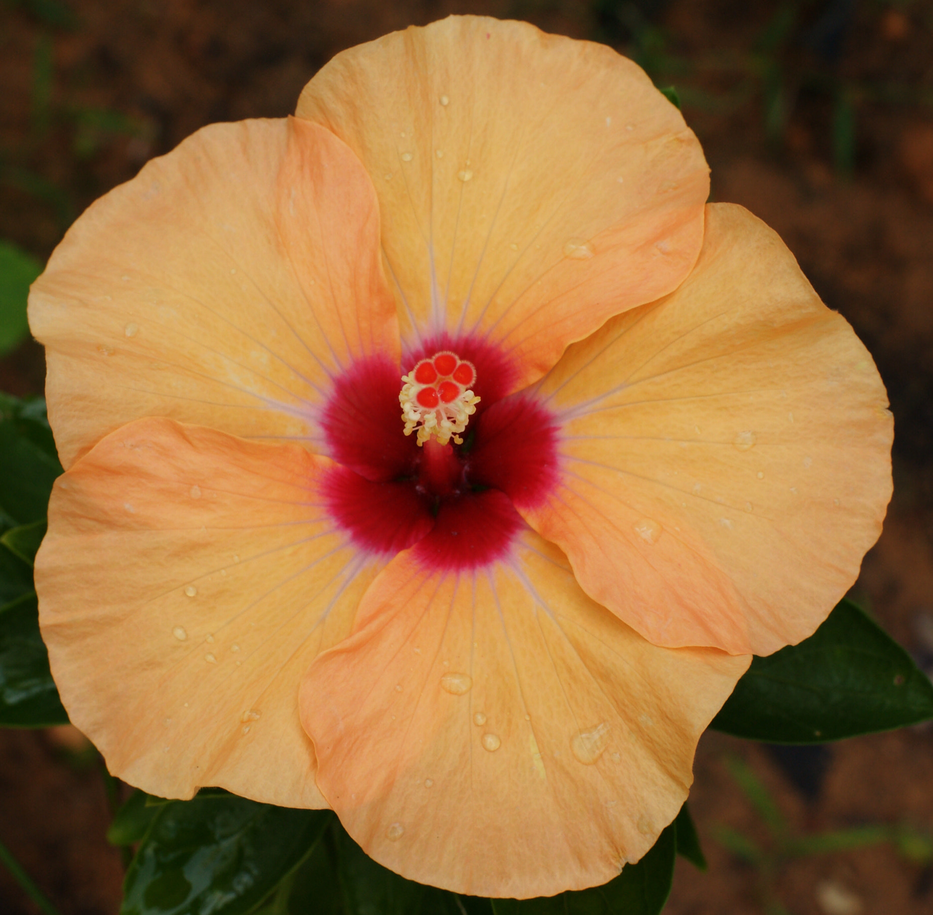 Sony Alpha DSLR-A850 sample photo. Hibiscus photography