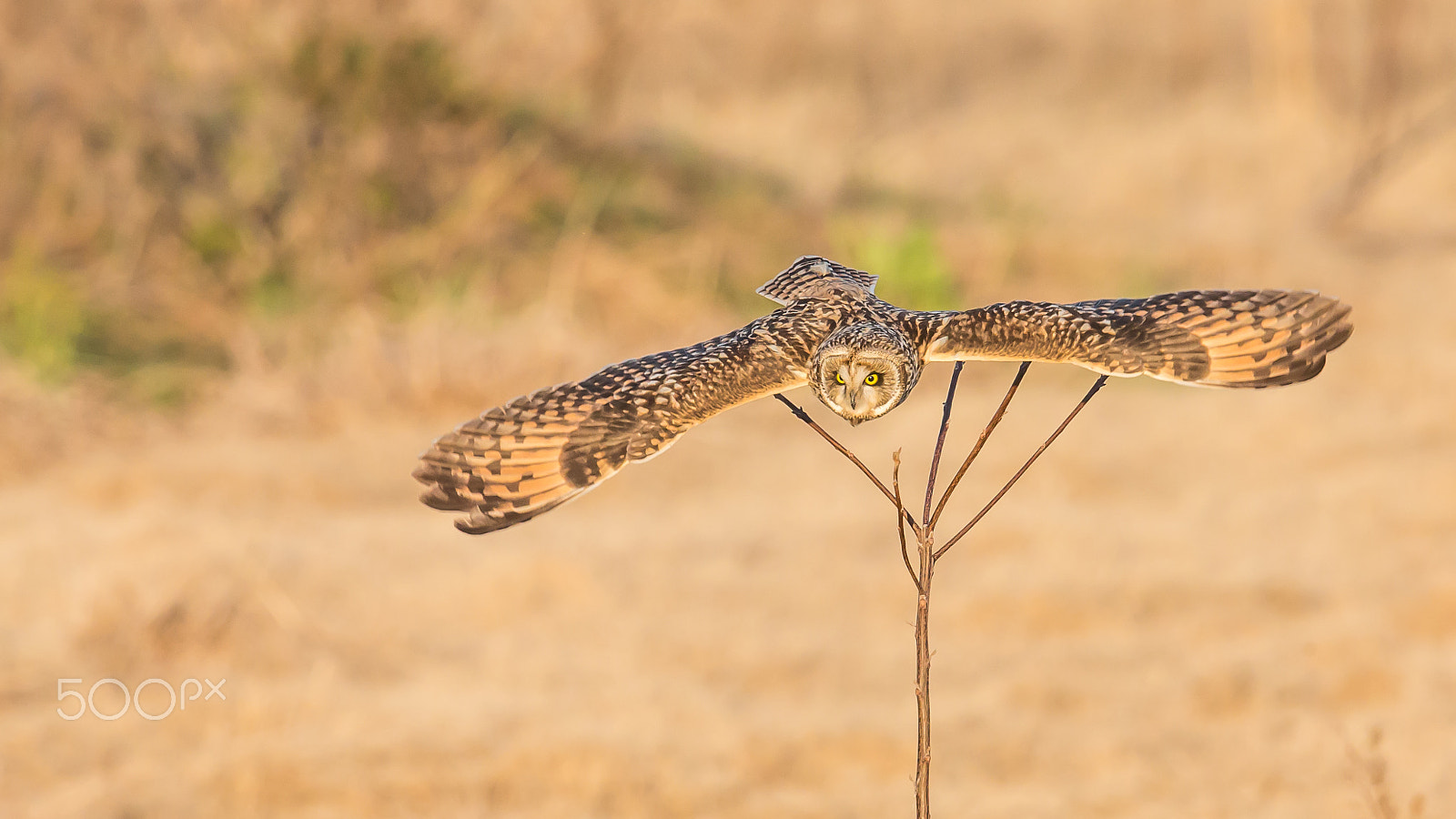 Canon EF 500mm F4L IS II USM sample photo. Gliding photography