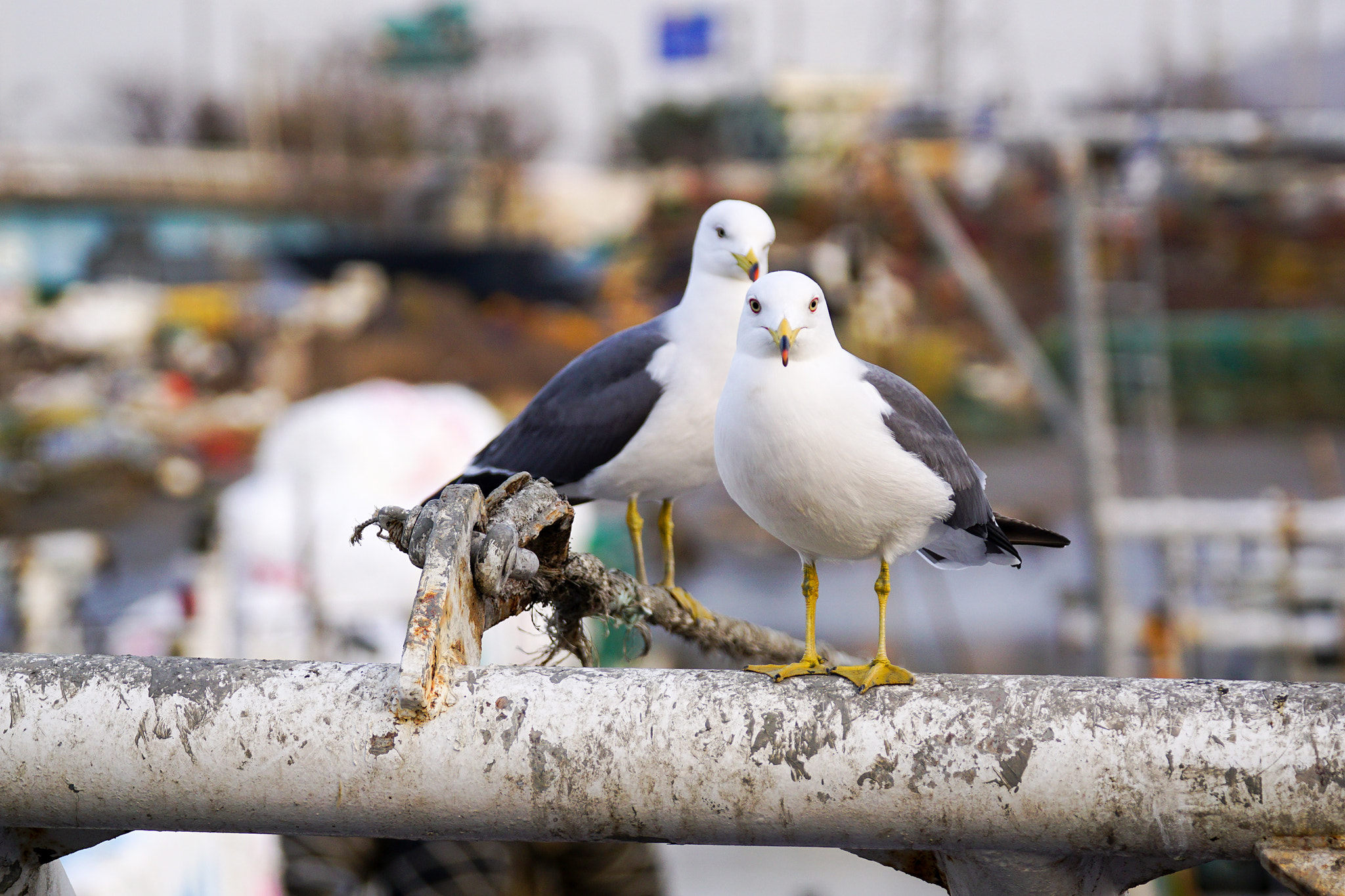 Sony 70-300mm F4.5-5.6 G SSM sample photo. 인천 소래포구 괭이갈매기 black-tailed gull photography