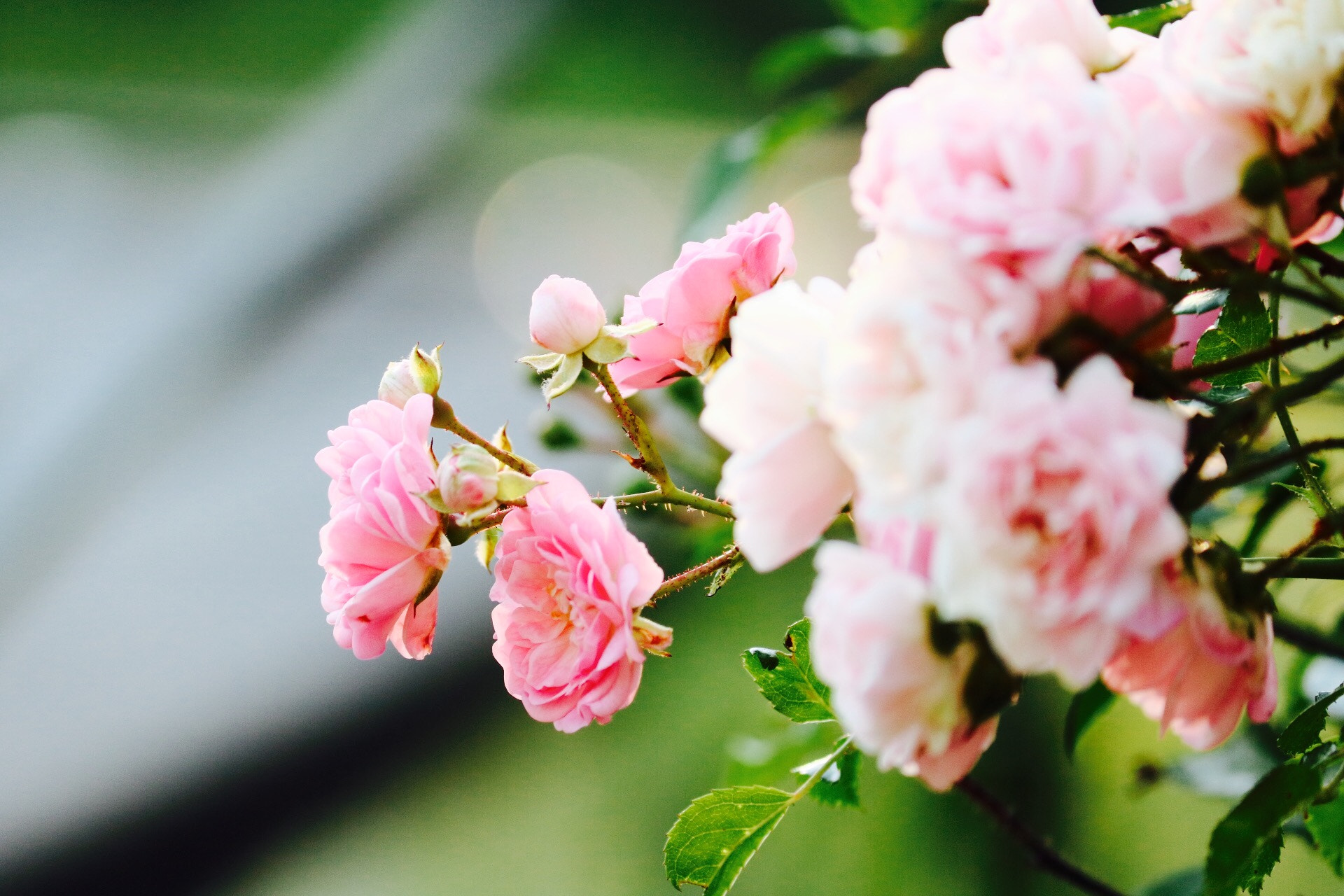 Canon EF-S 55-250mm F4-5.6 IS II sample photo. Cherry blossoms, stockholm photography