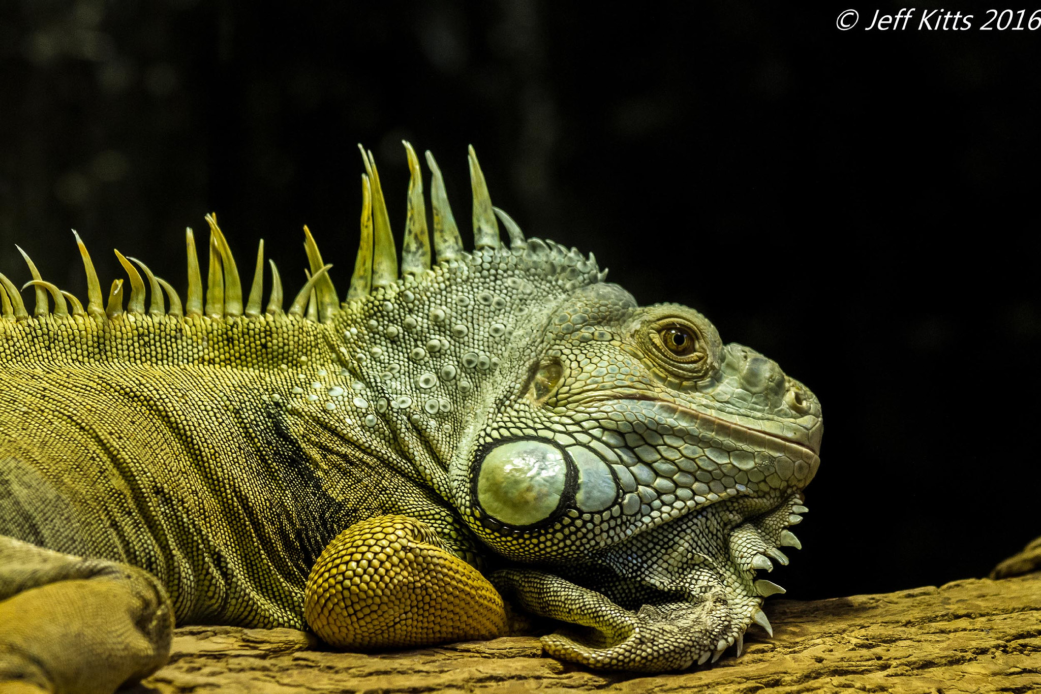 Canon EF 75-300mm f/4-5.6 USM sample photo. 4104- green iguana photography