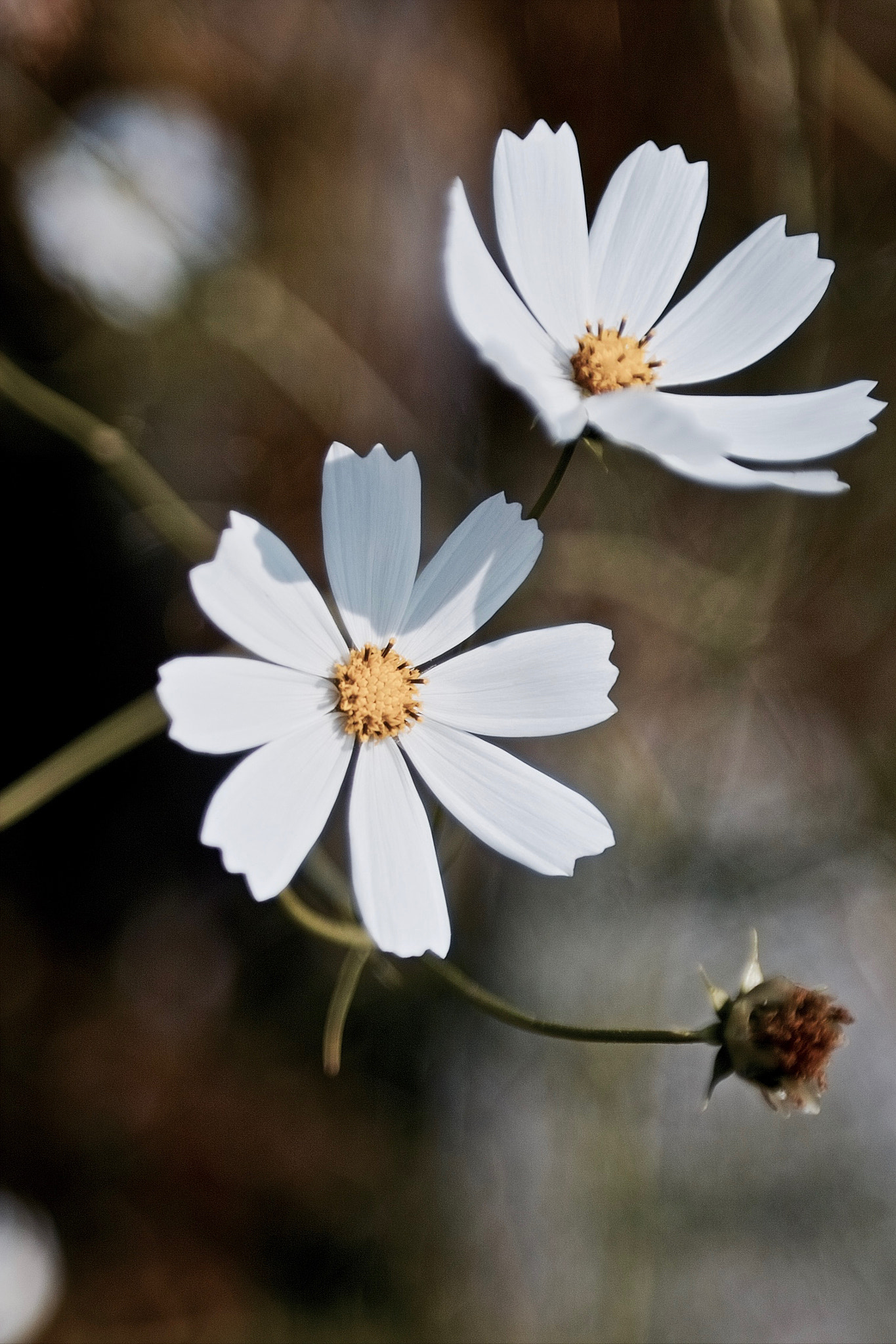 Sigma SD10 sample photo. Flowers photography